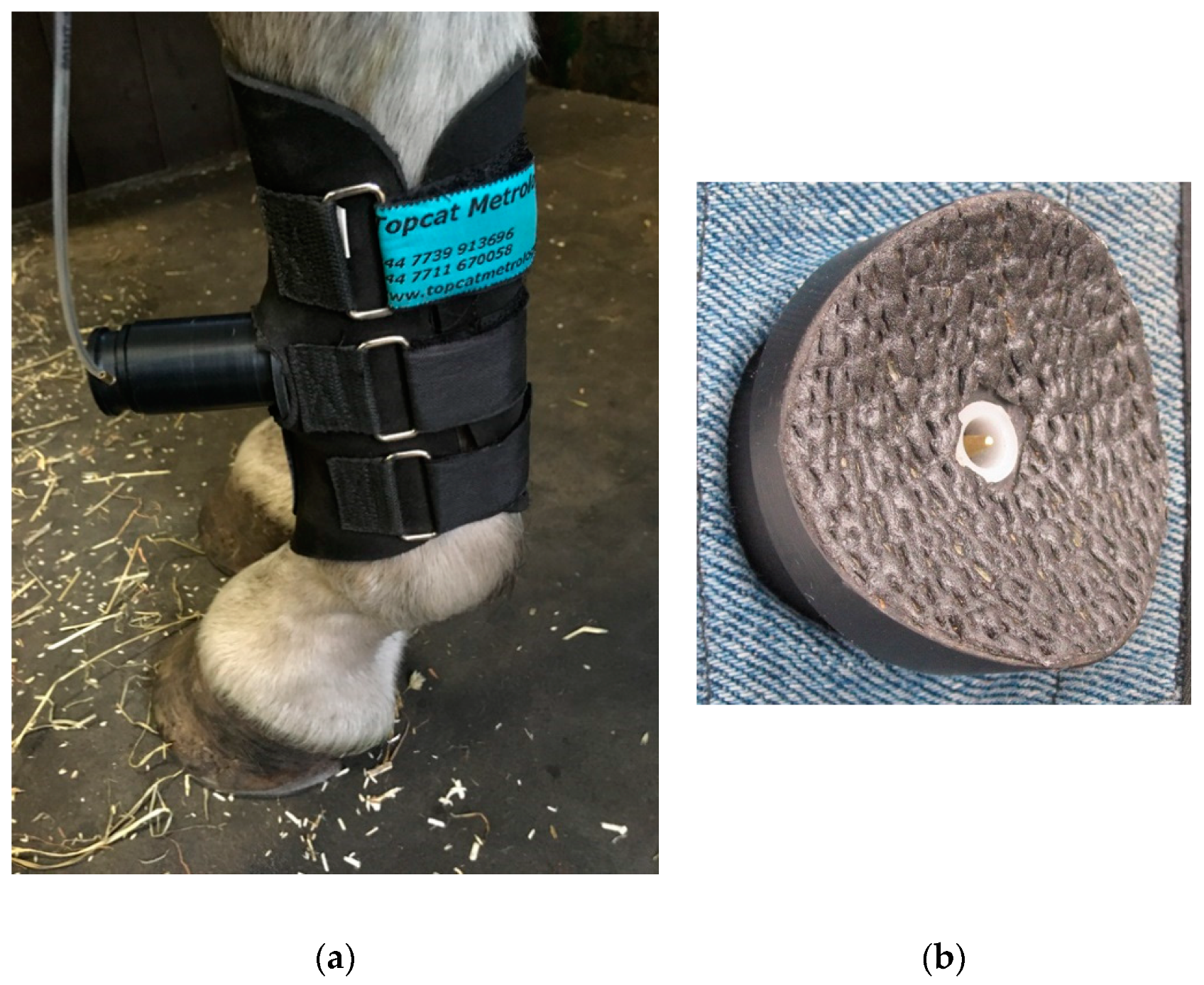 Animals 10 01556 g007