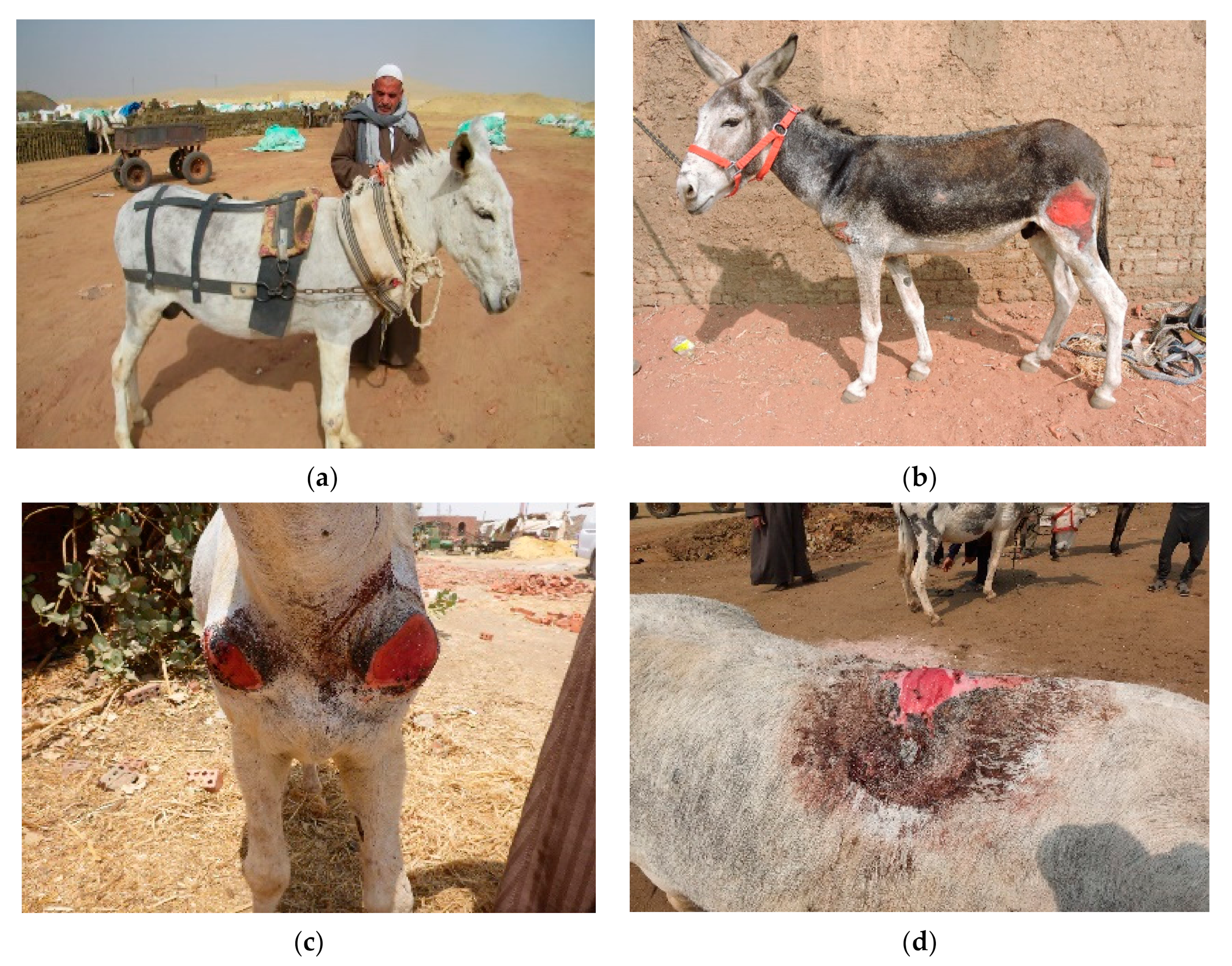 Animals 10 01611 g001 Animals 10 01611 g001