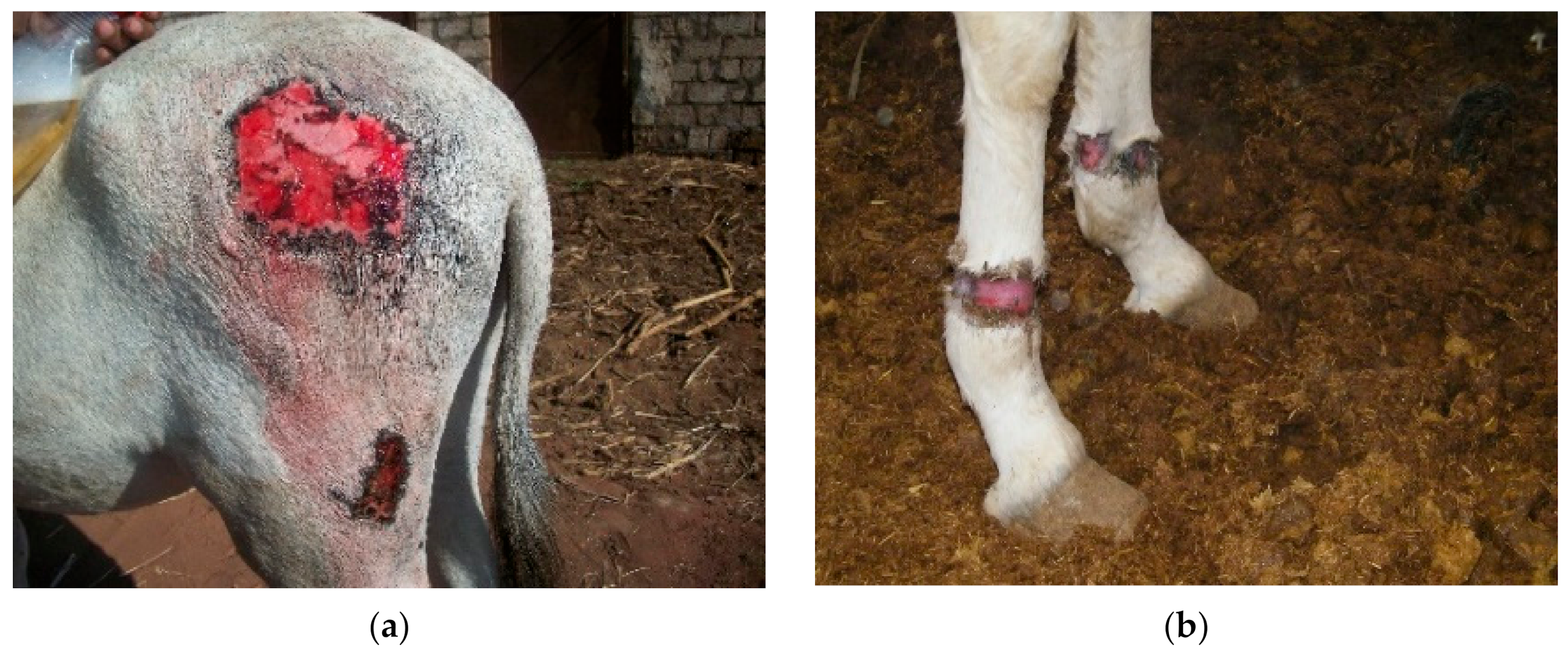 Animals 10 01611 g002a Animals 10 01611 g002a