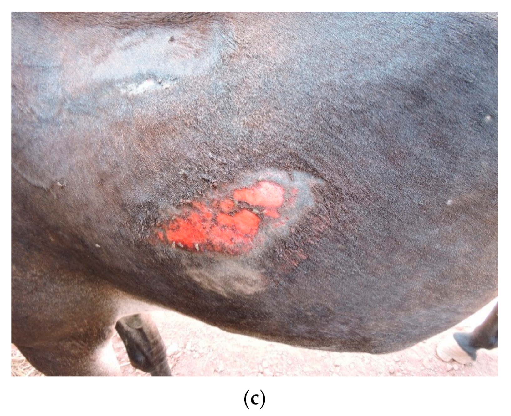 Animals 10 01611 g002b Animals 10 01611 g002b