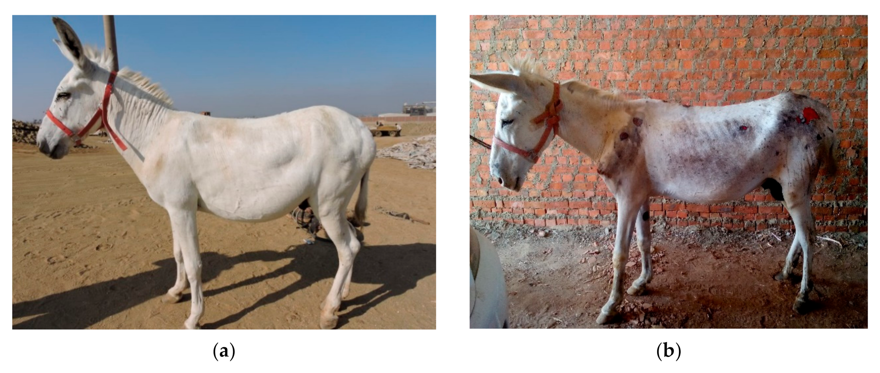 Animals 10 01611 g003 Animals 10 01611 g003