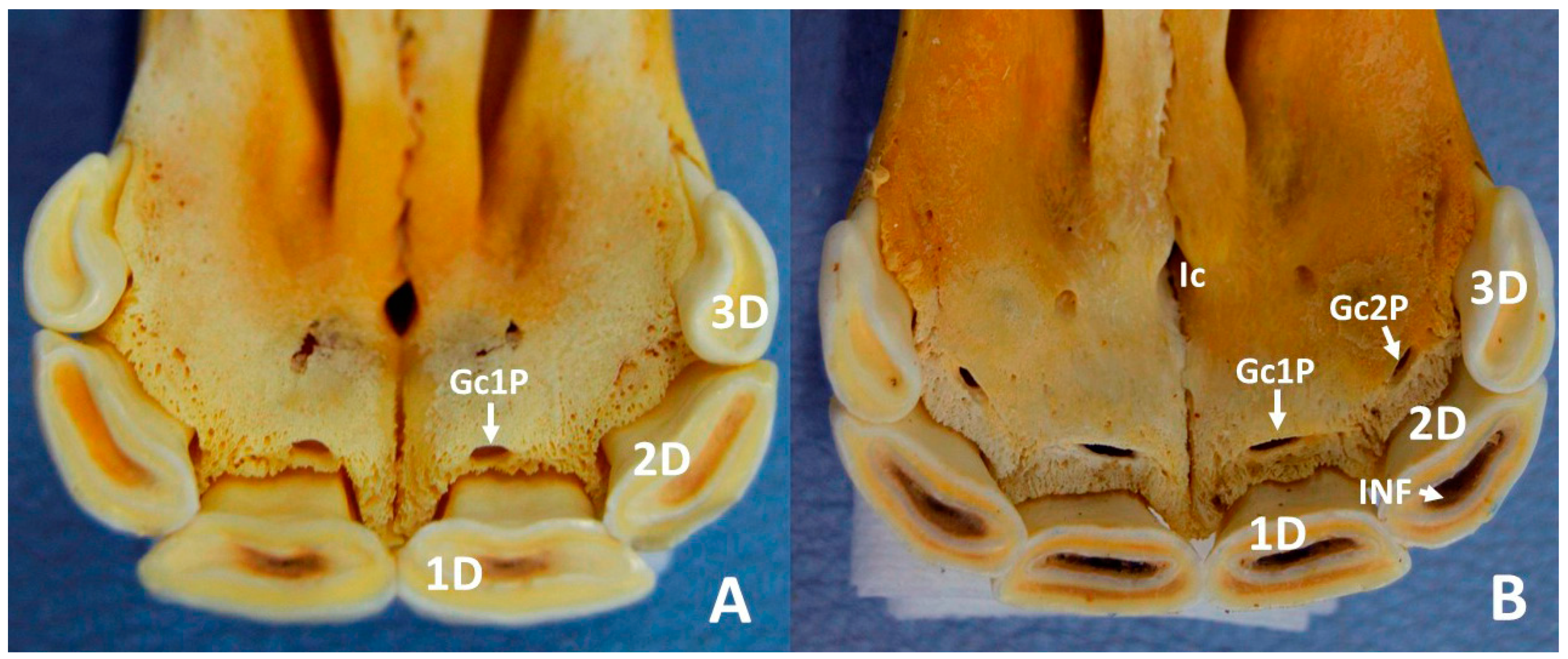 Animals 10 01618 g002