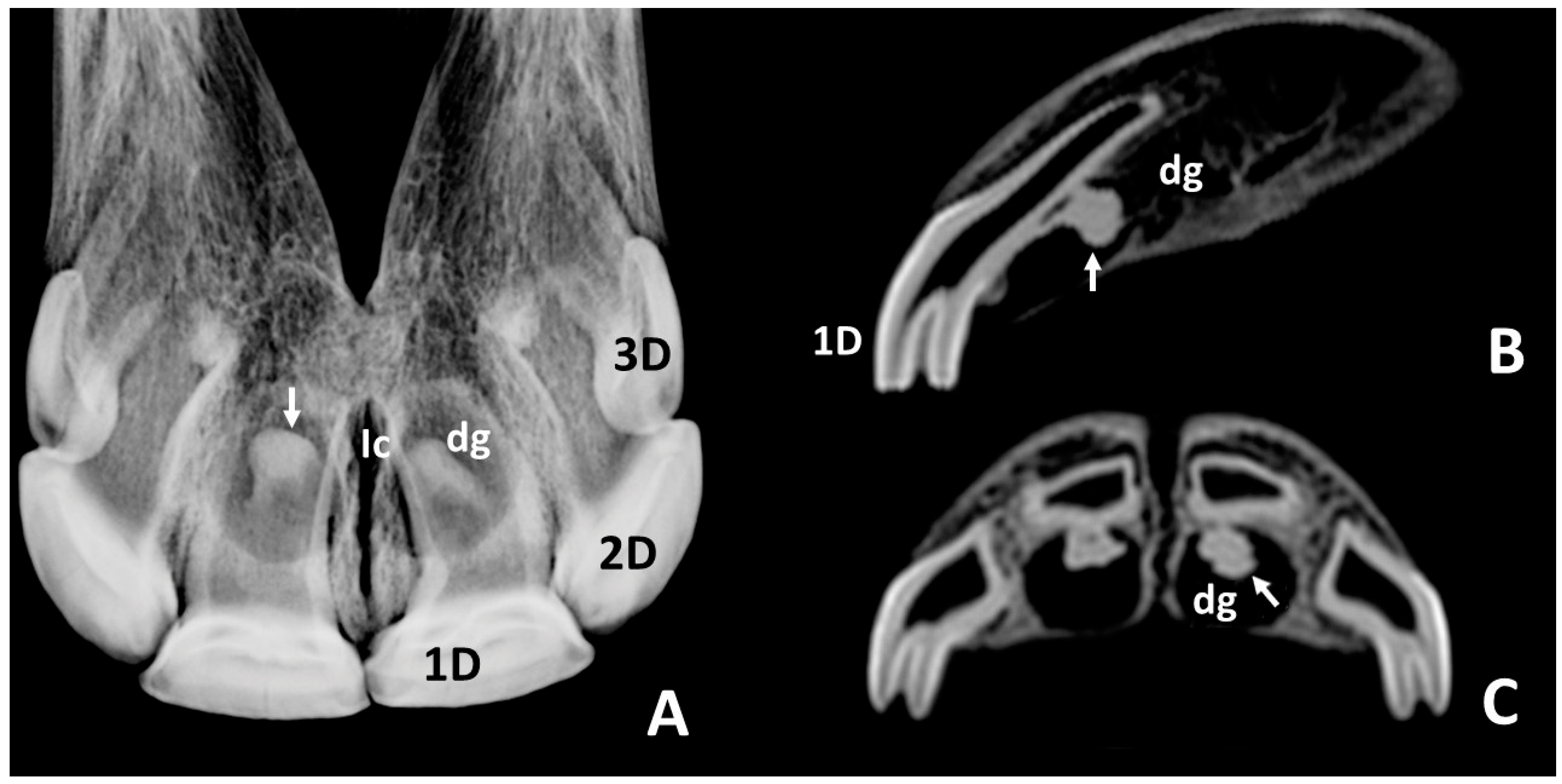 Animals 10 01618 g004