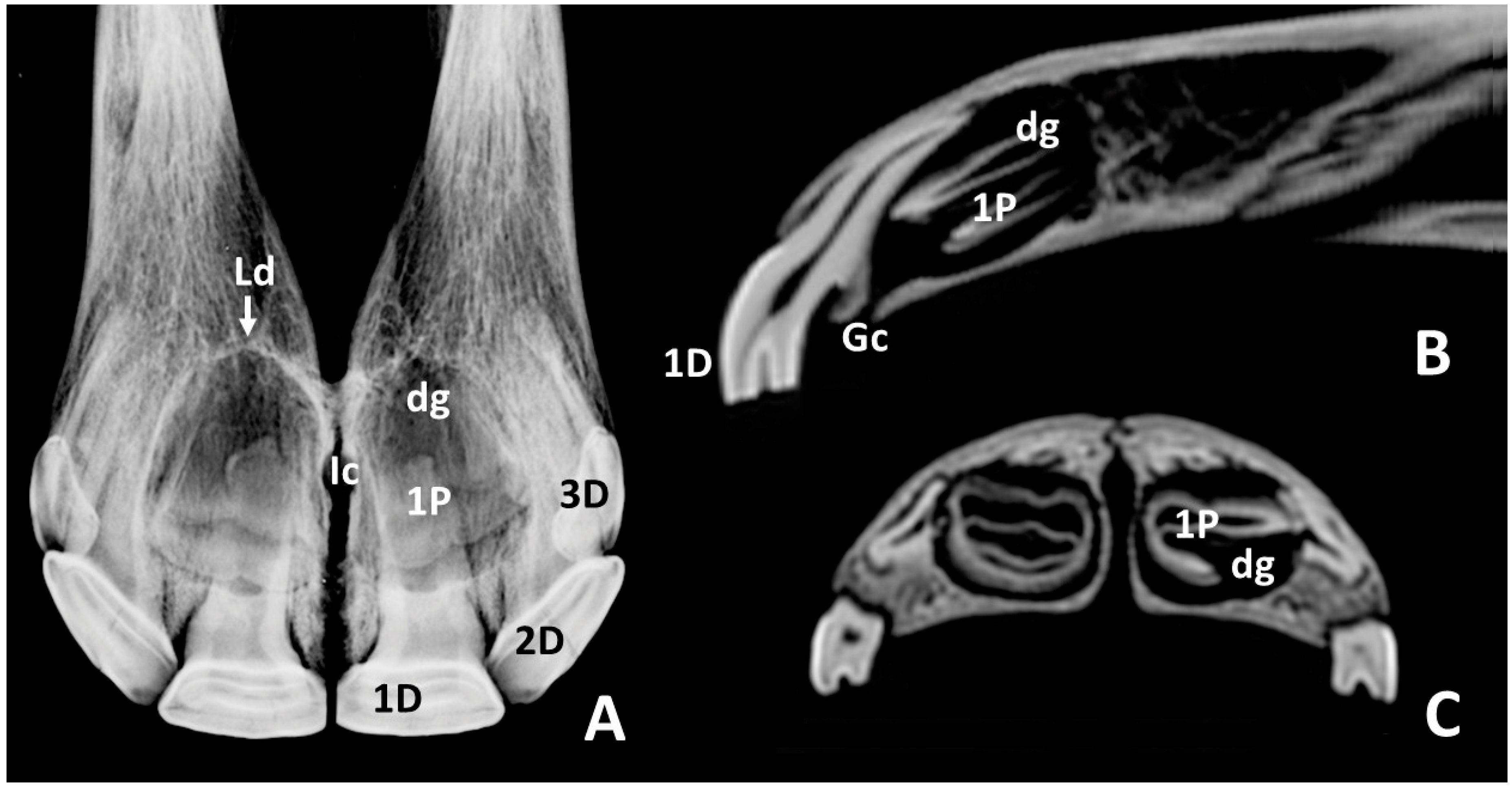Animals 10 01618 g005