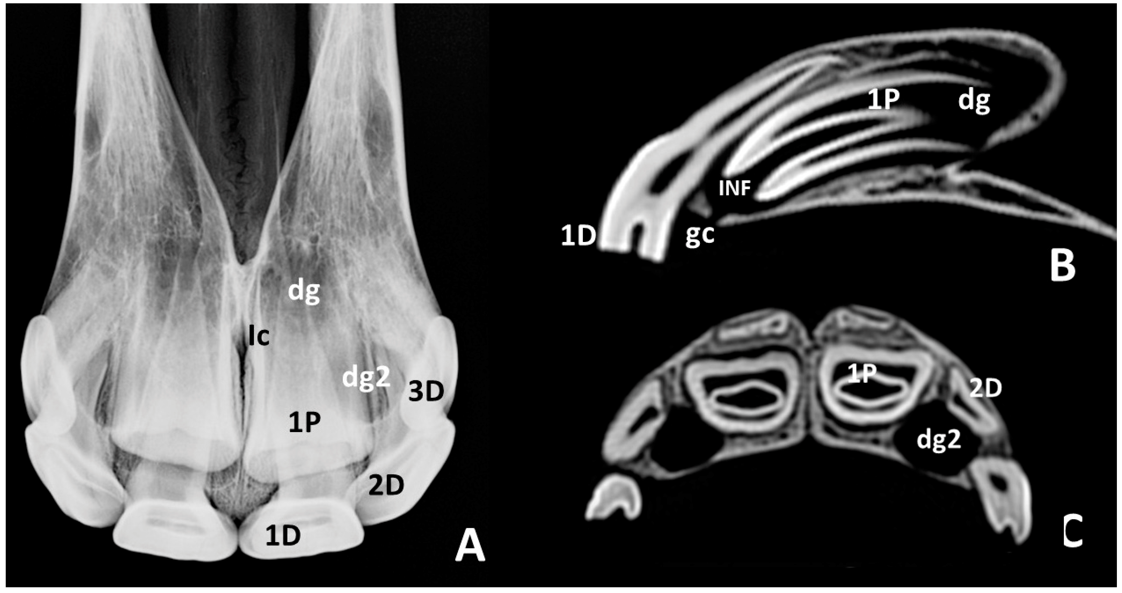 Animals 10 01618 g006