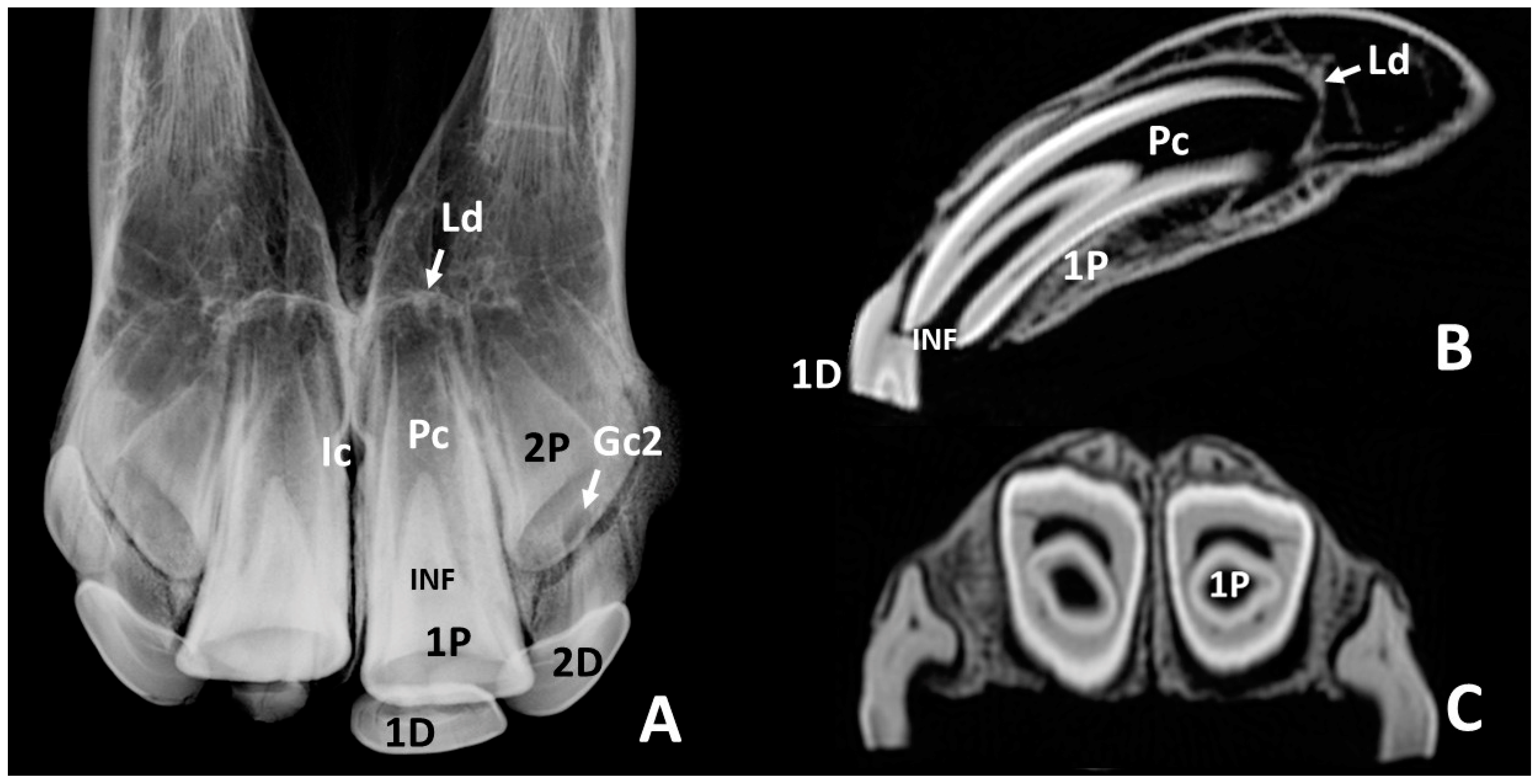 Animals 10 01618 g007