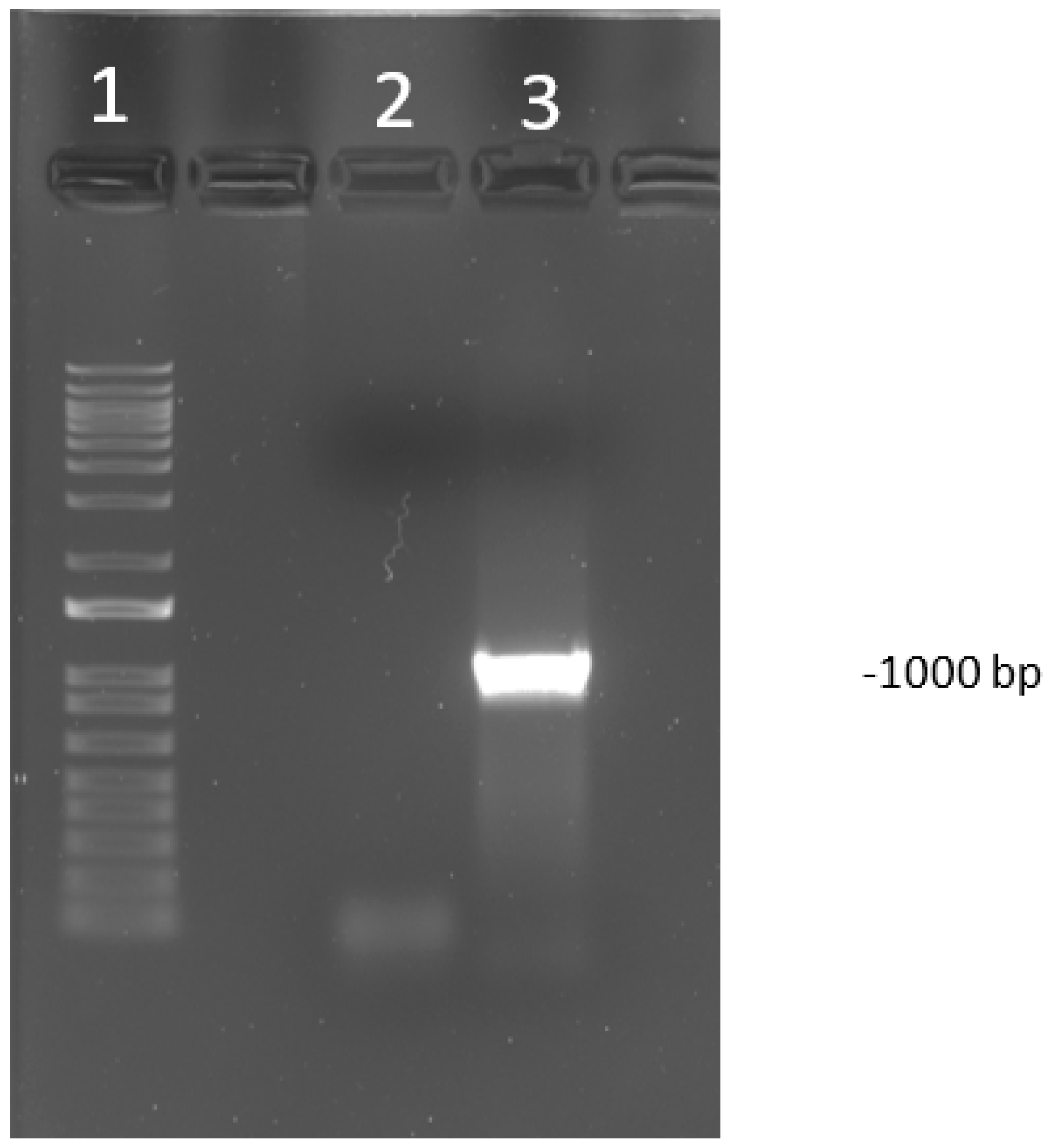 Animals 10 01634 g001