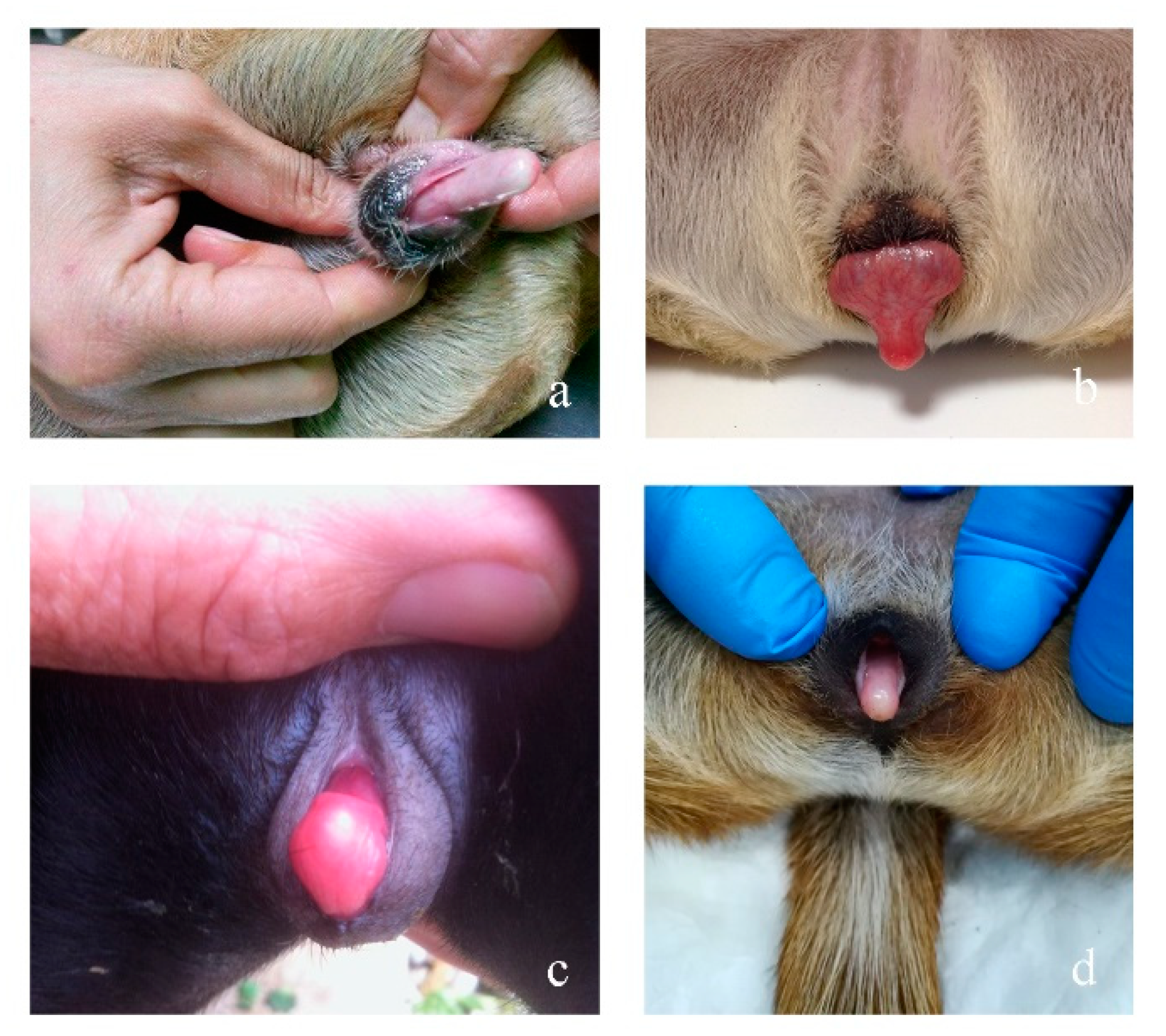 Animals 10 01667 g001