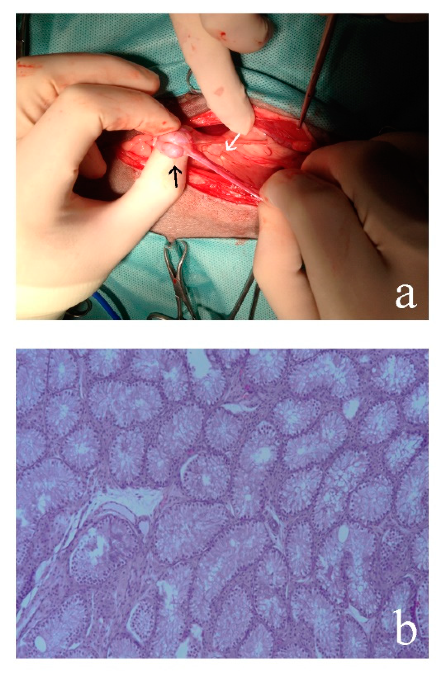 Animals 10 01667 g002