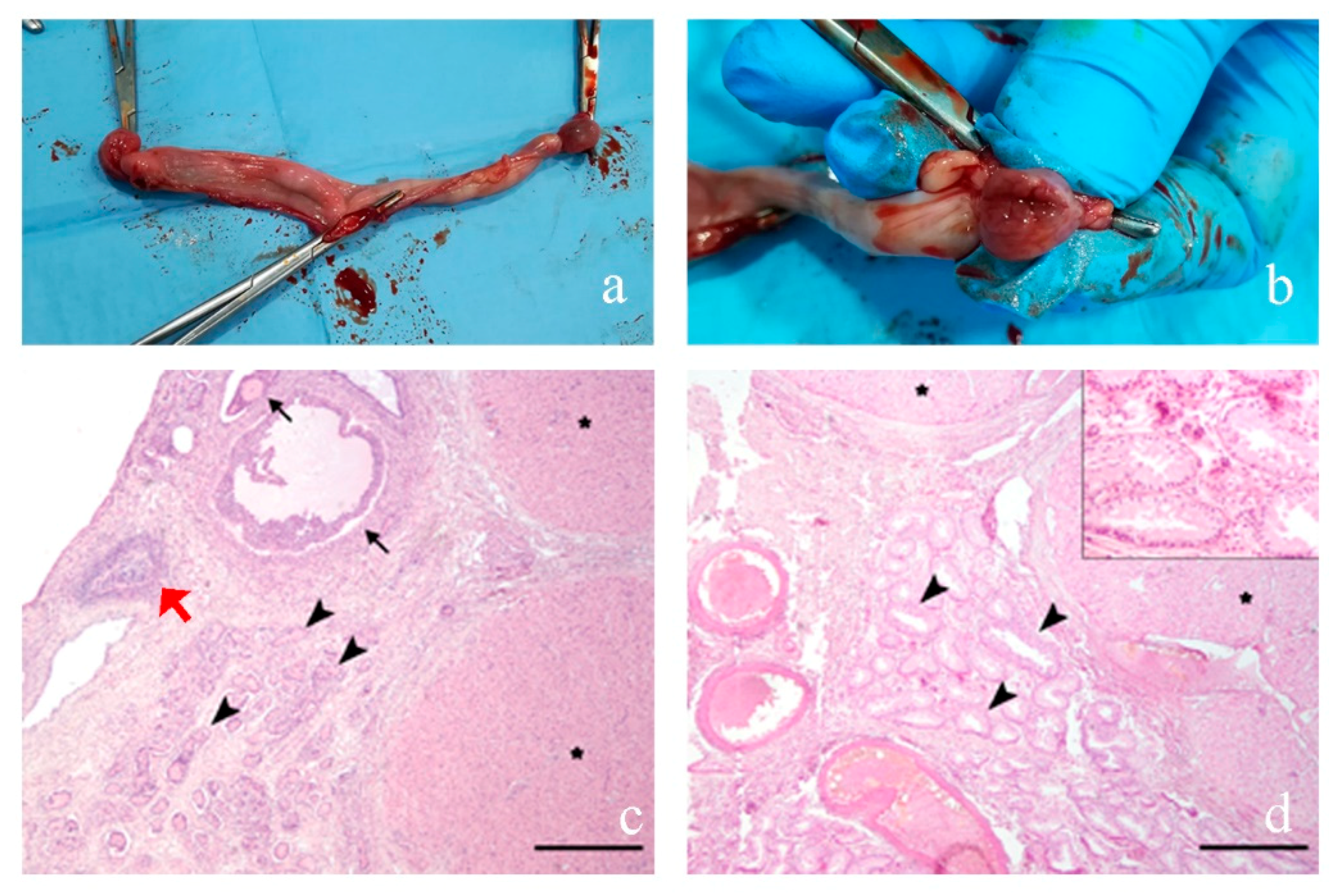 Animals 10 01667 g004