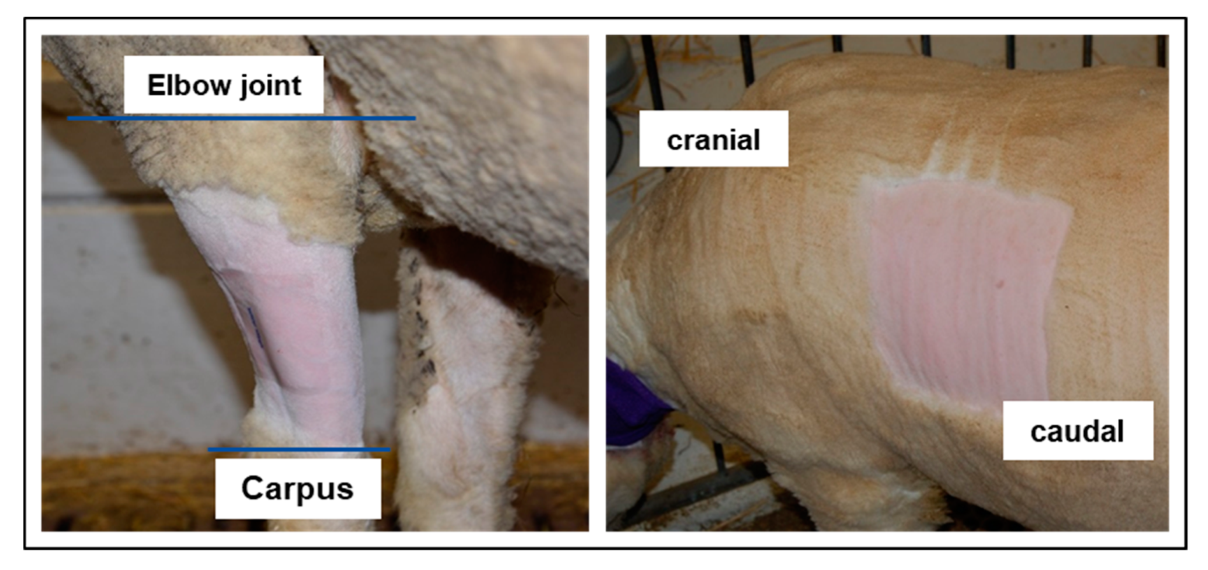 Animals 10 01675 g002