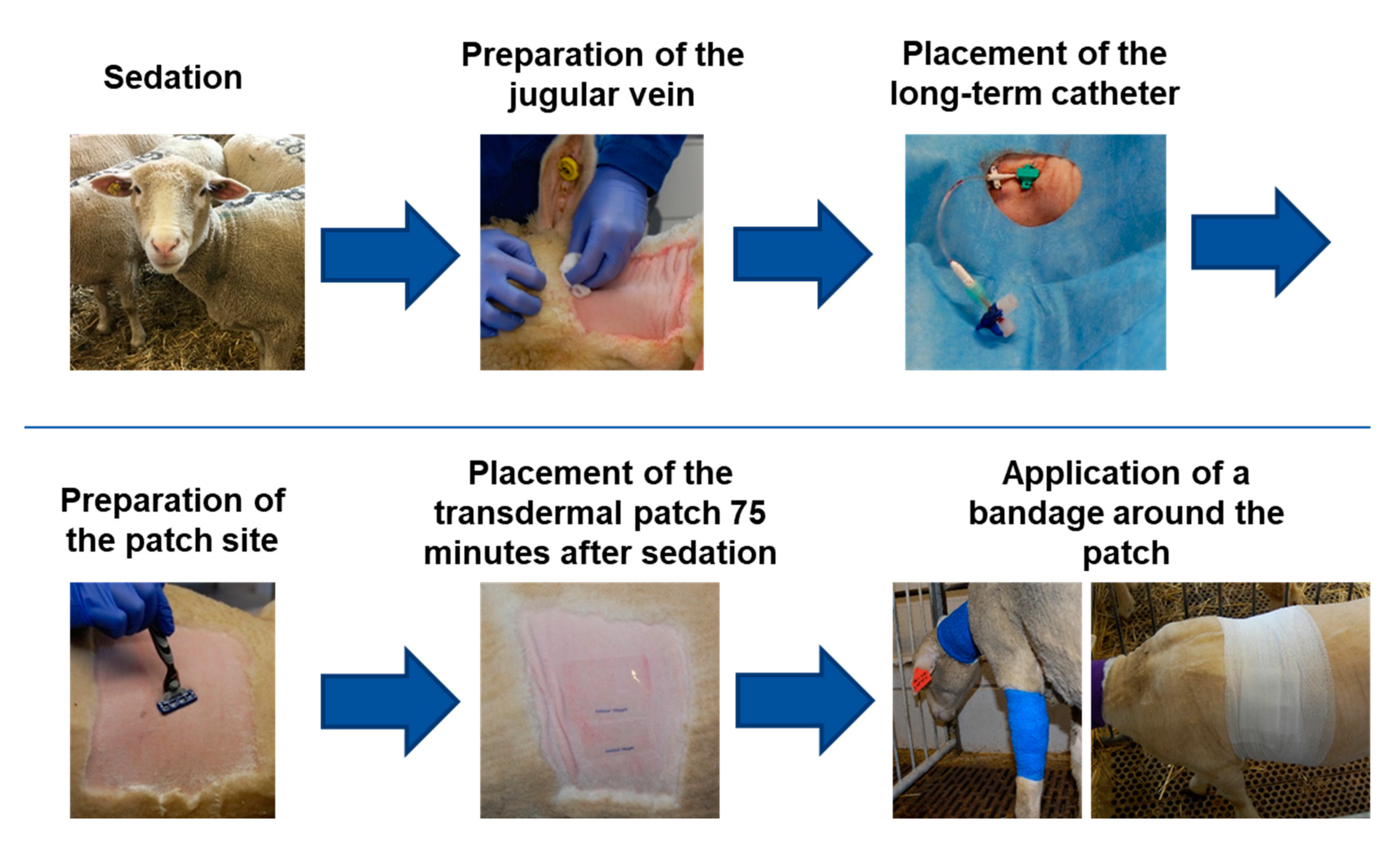 Animals 10 01675 g003