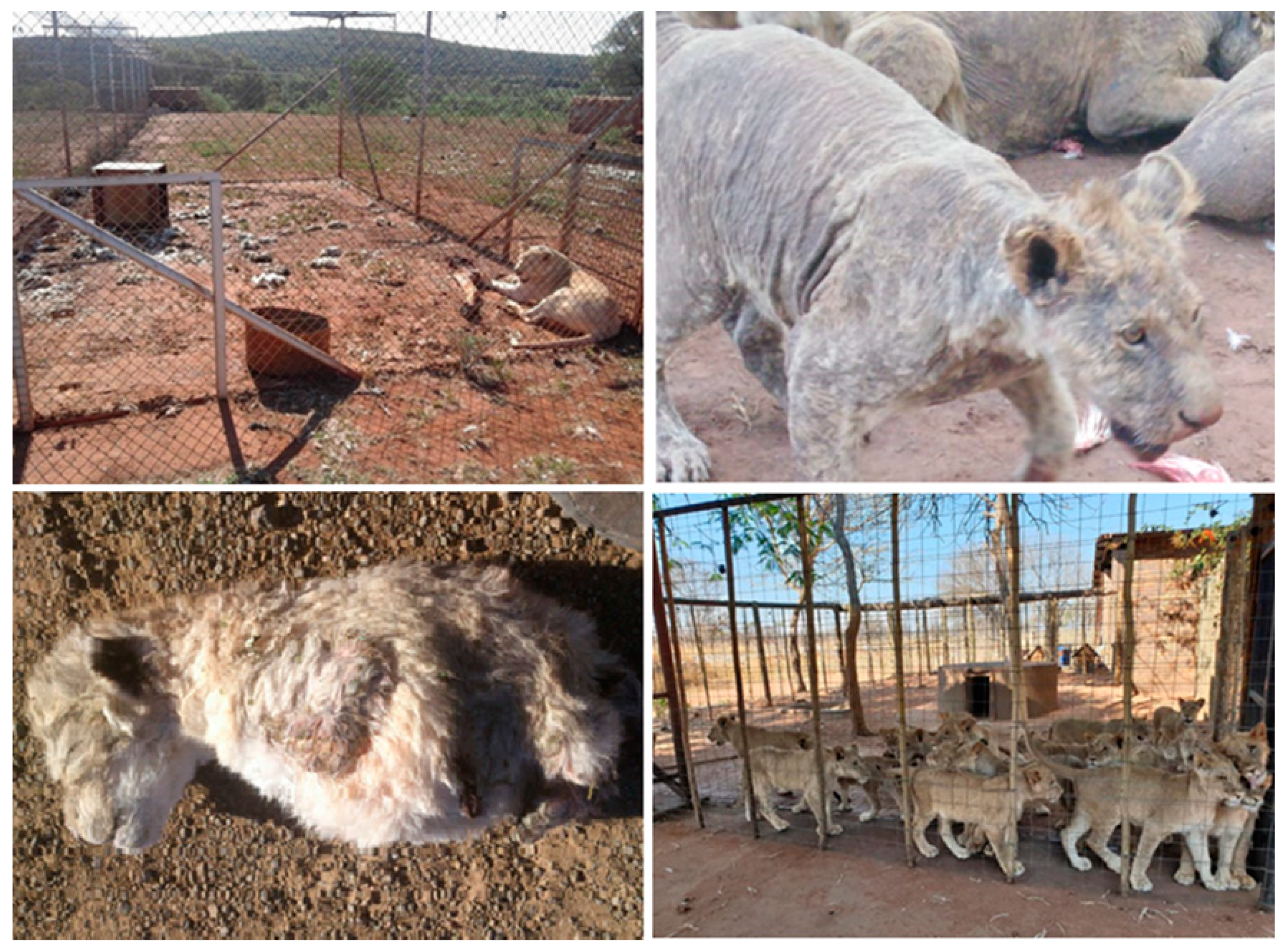 Animals 10 01692 g001 Animals 10 01692 g001