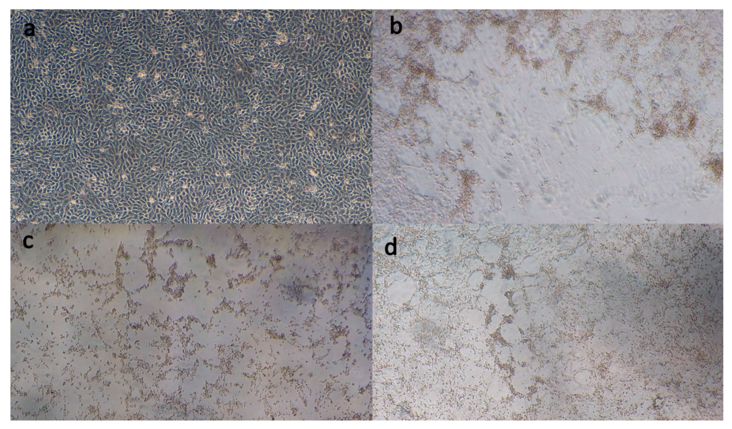 Animals 10 01700 g001