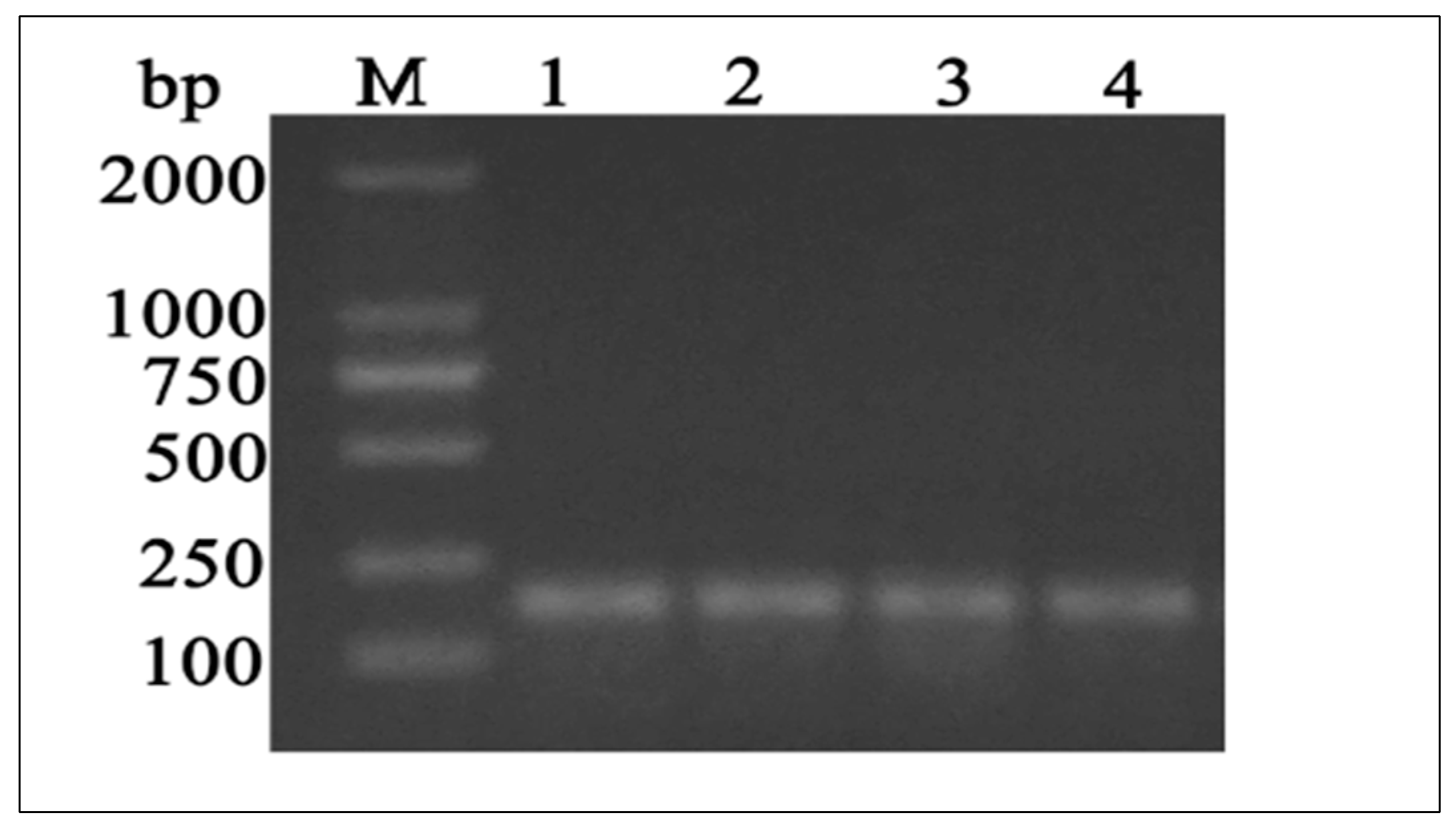 Animals 10 01731 g002