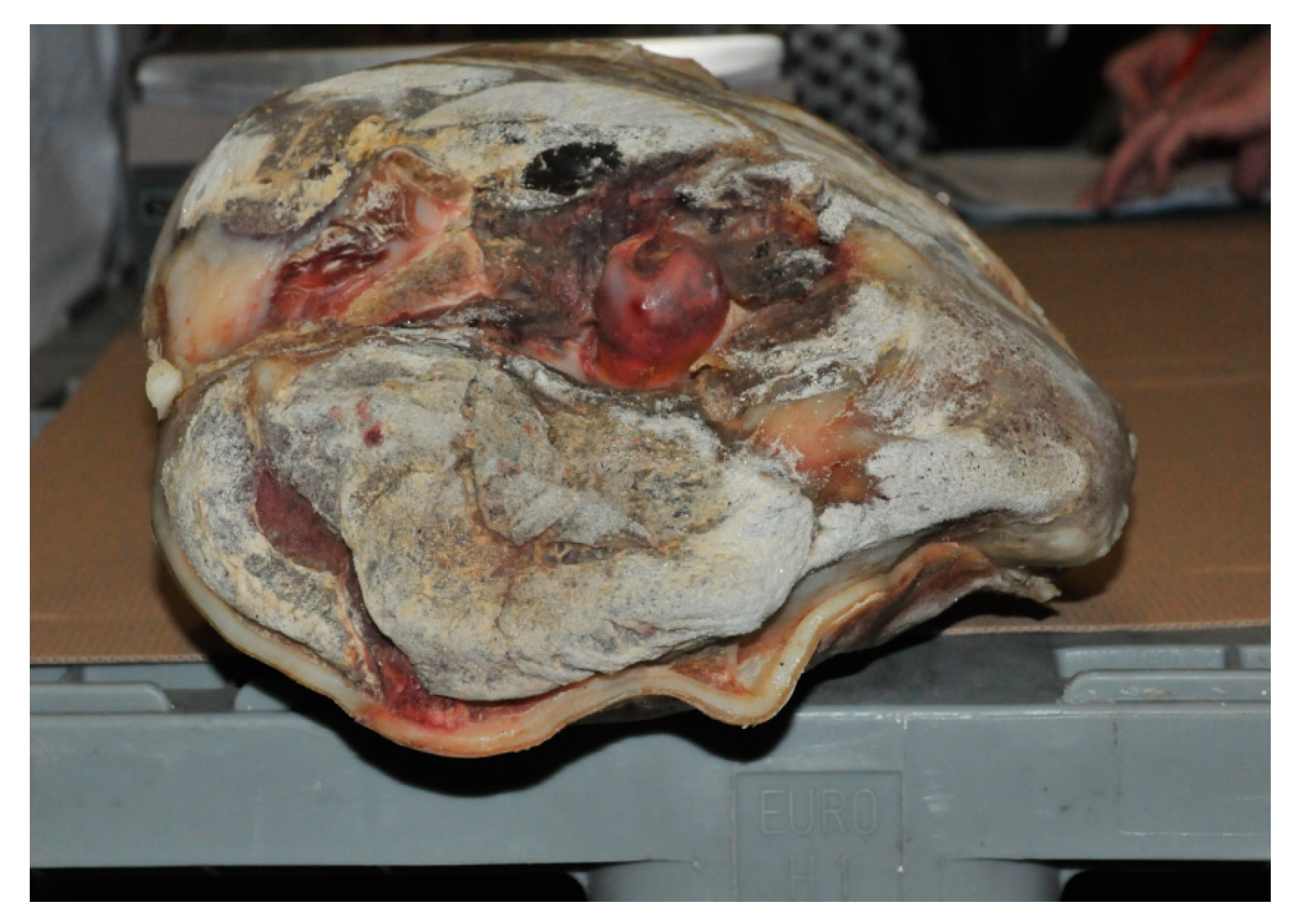 Animals 10 01754 g004