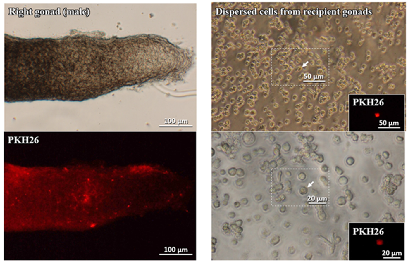 Animals 10 01769 g004