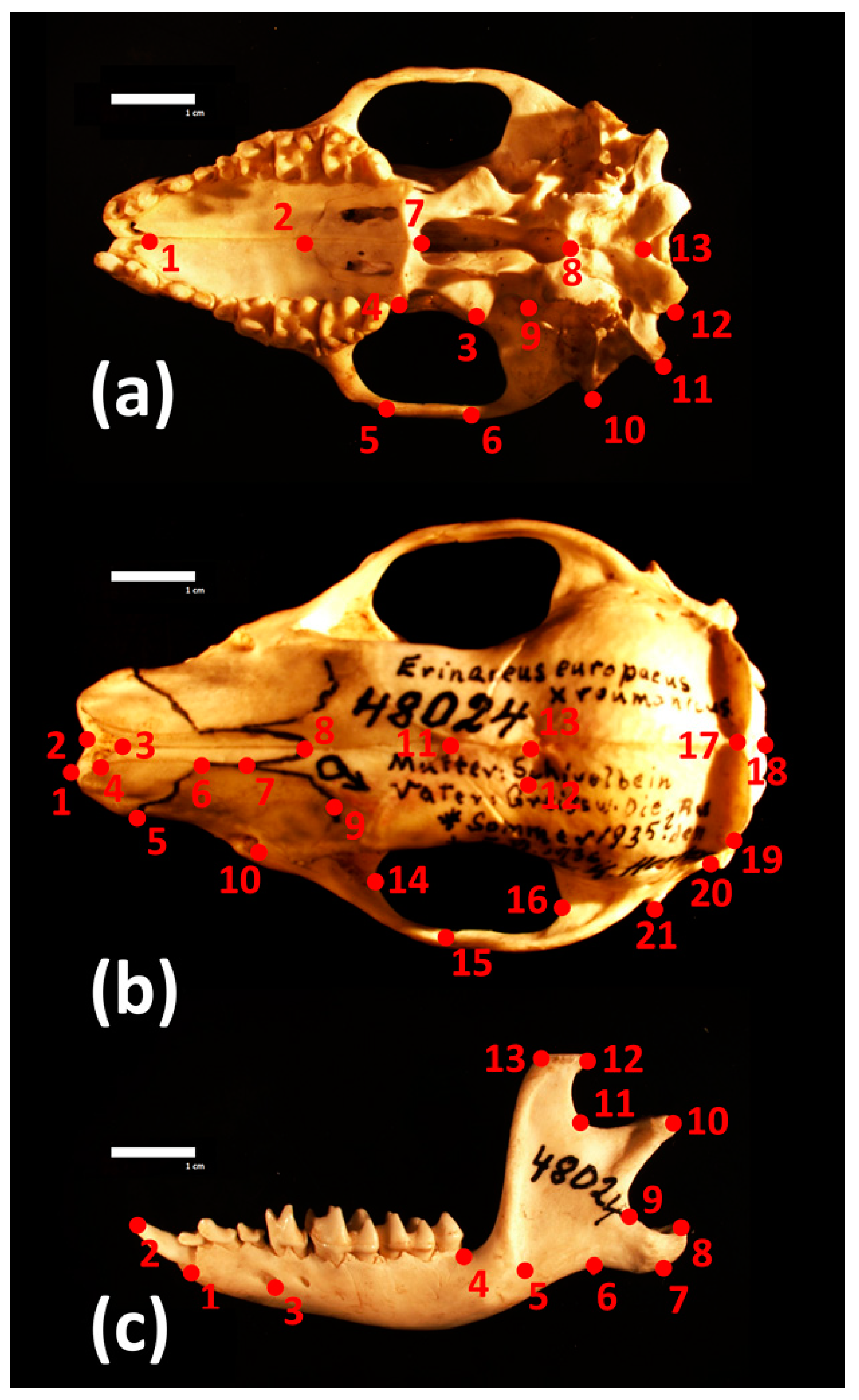 Animals 10 01803 g002