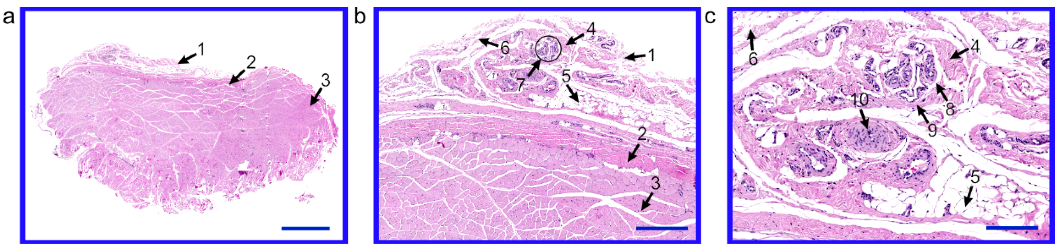 Animals 10 01938 g001