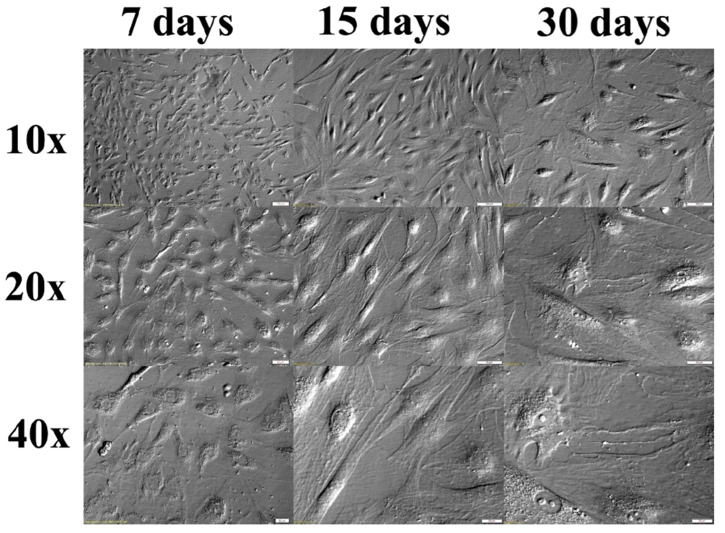 Animals 10 01938 g002