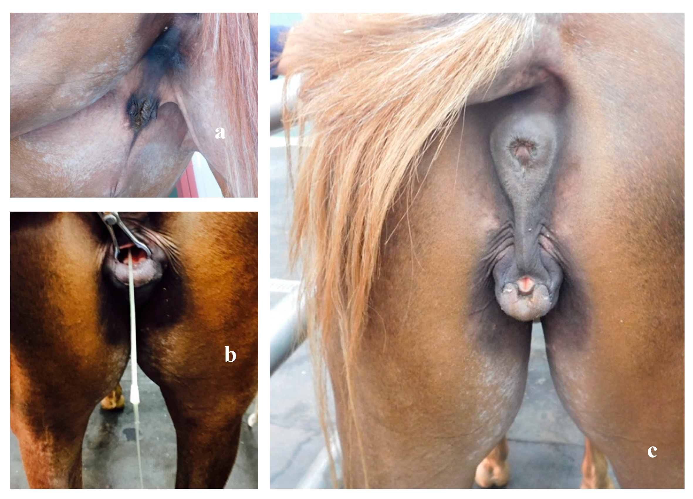 Animals 10 01963 g001