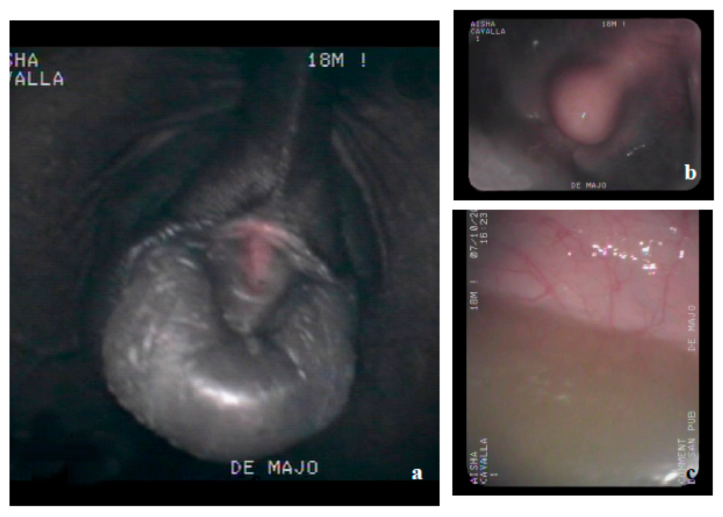 Animals 10 01963 g002