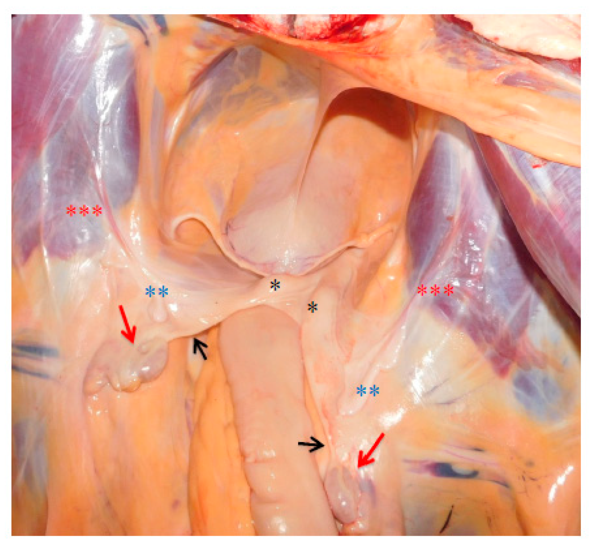 Animals 10 01963 g005