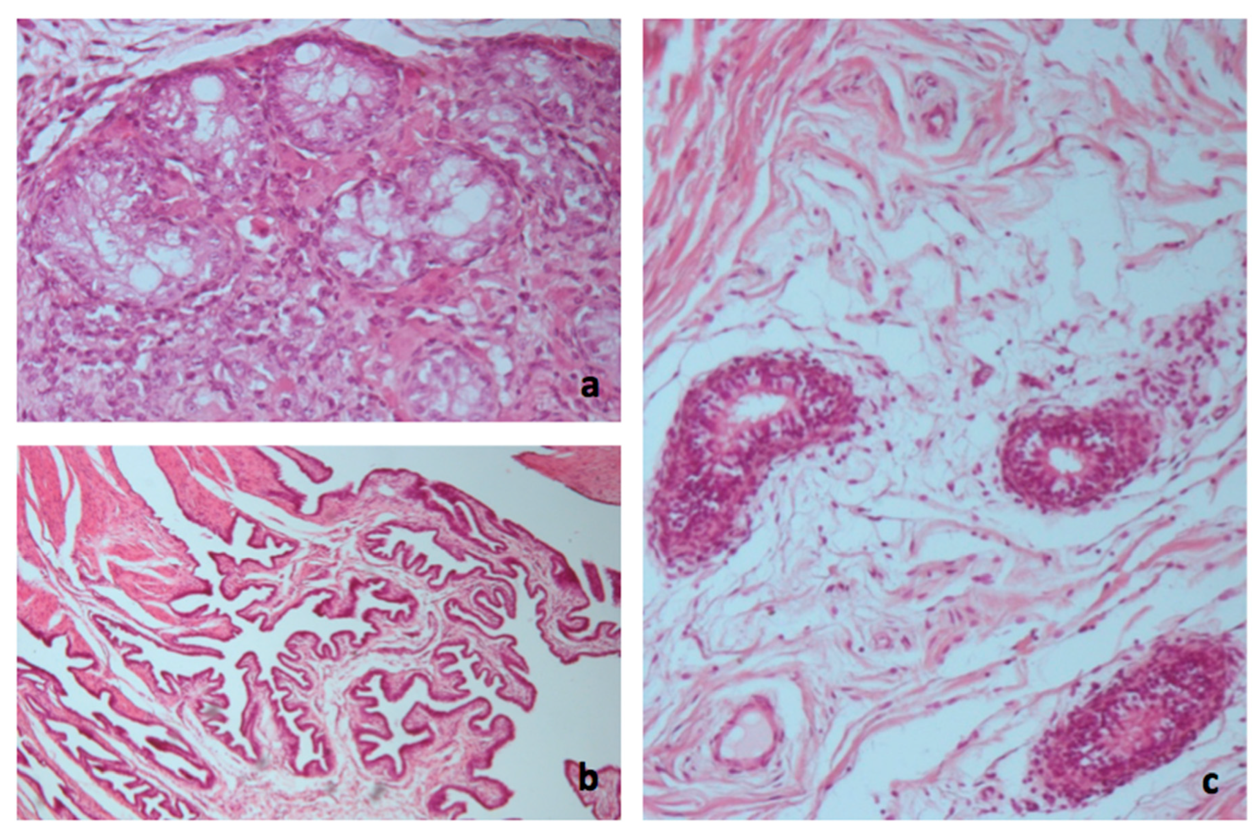 Animals 10 01963 g007