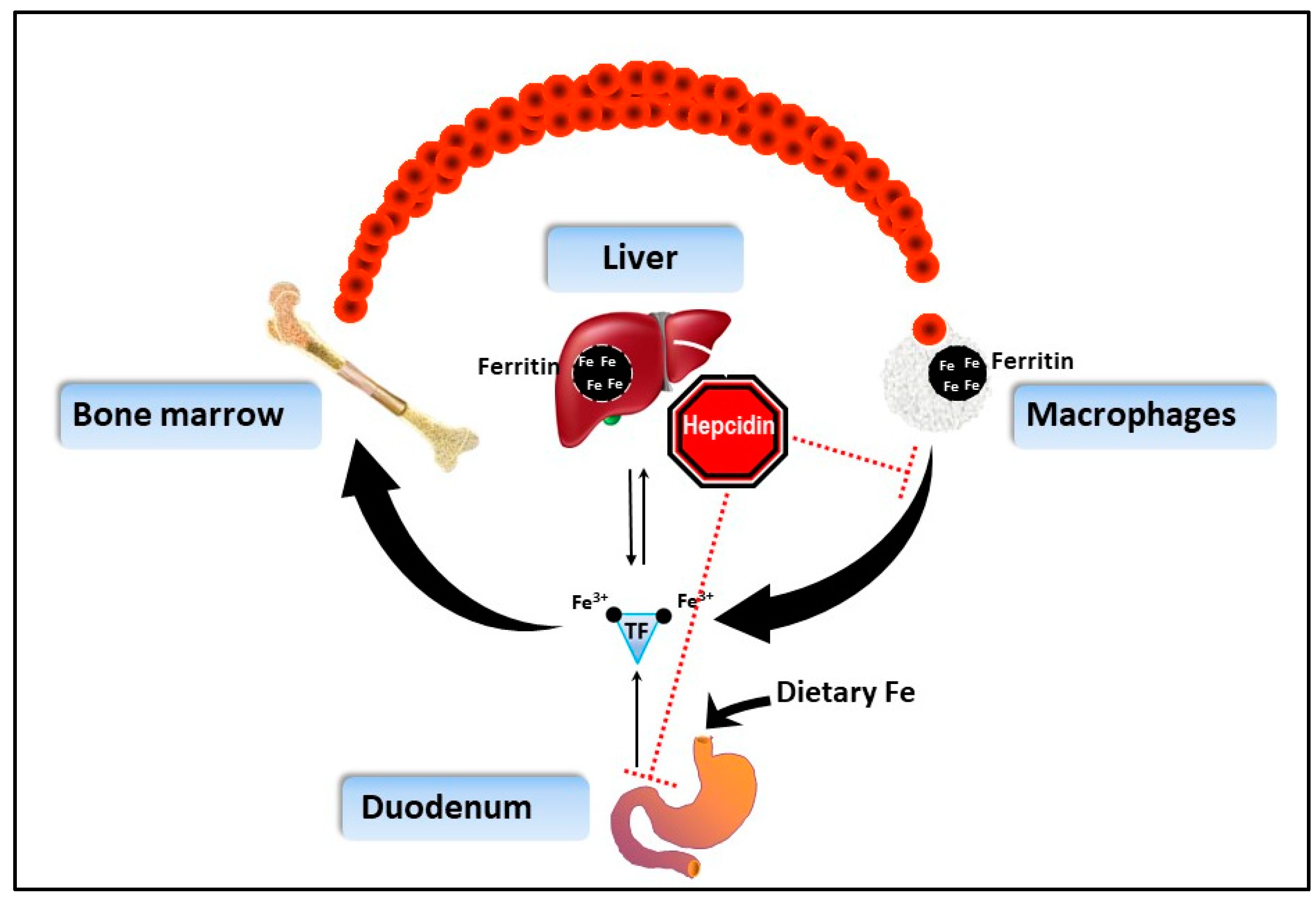 Animals 10 01991 g001