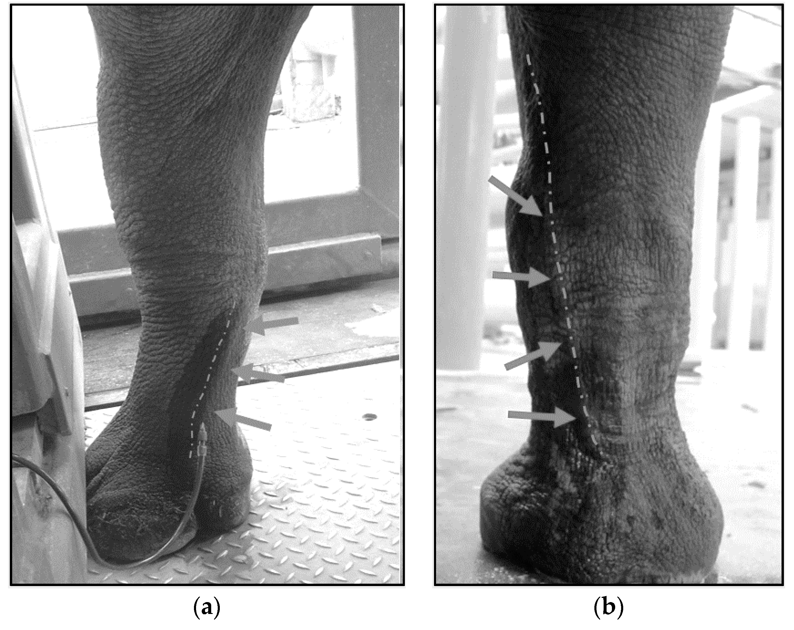 Animals 10 01991 g005