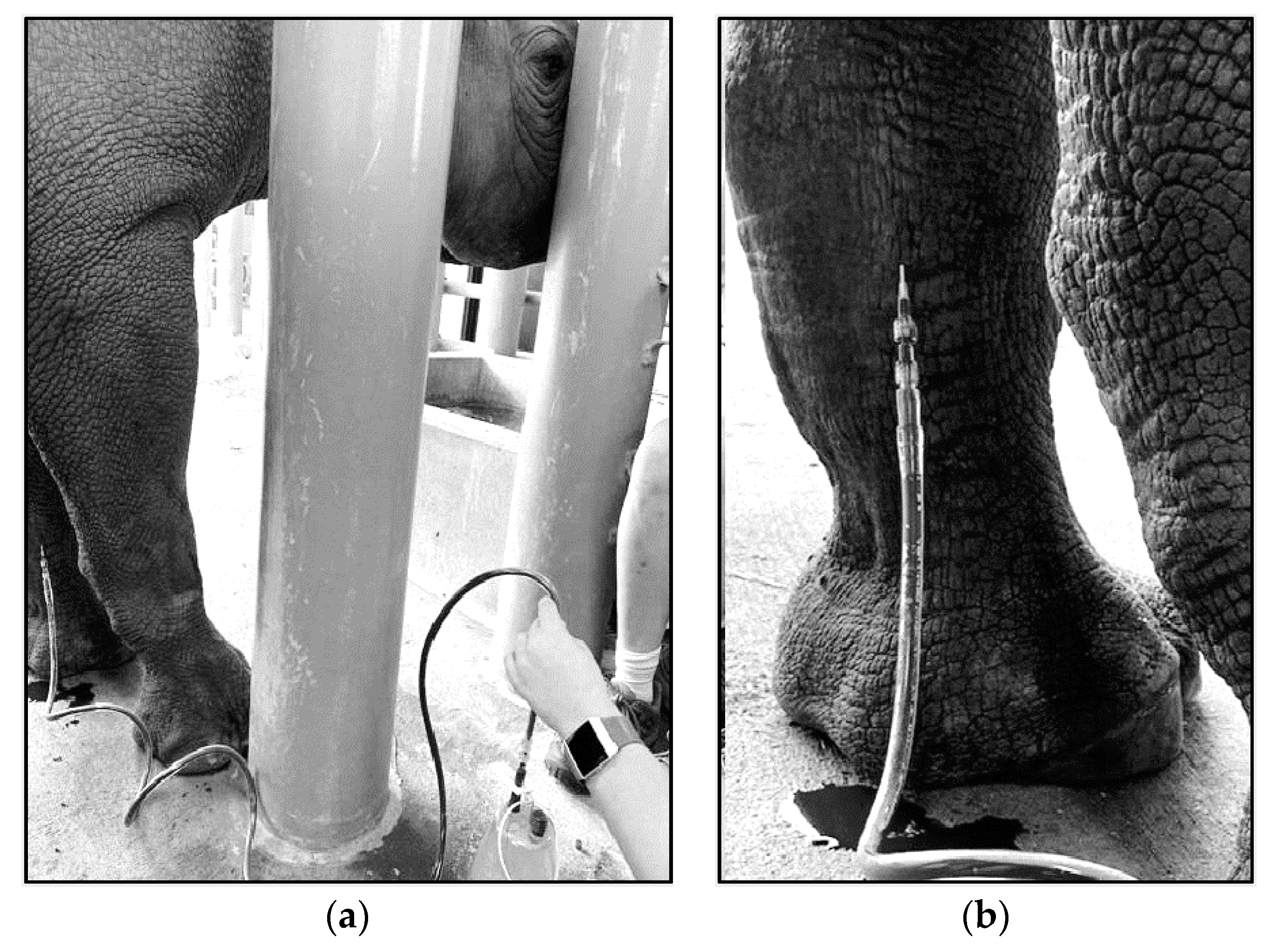 Animals 10 01991 g006