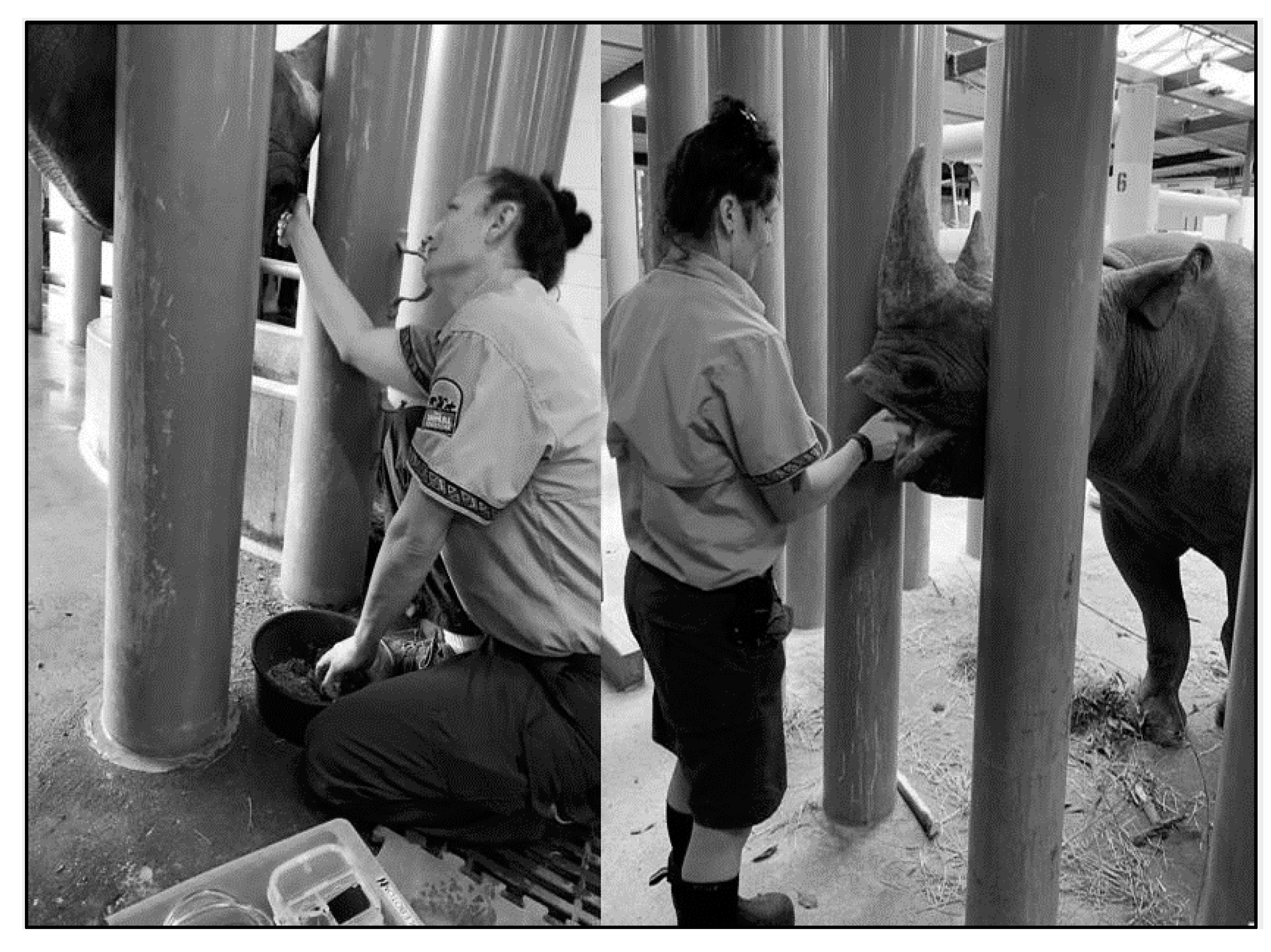 Animals 10 01991 g009