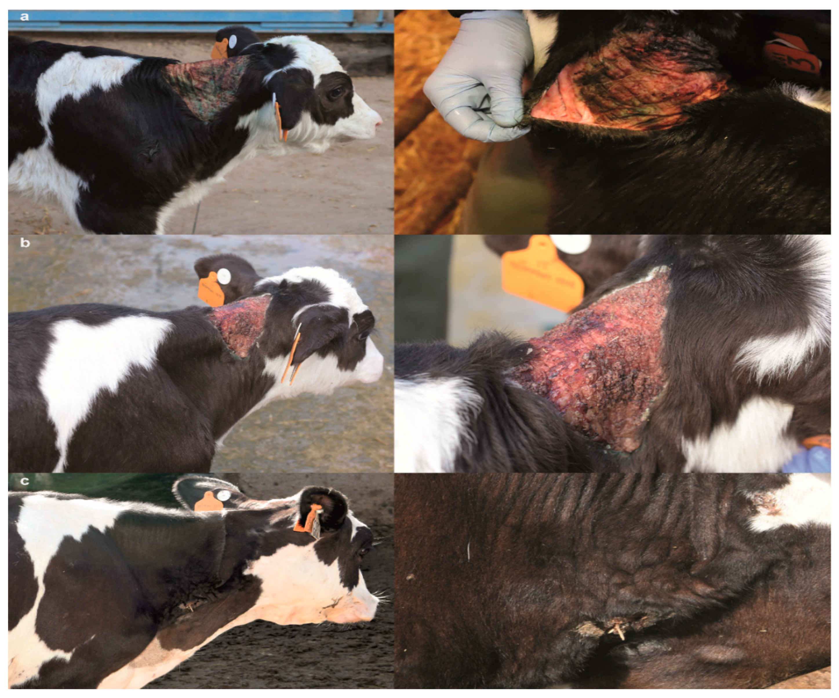 Animals 10 02002 g001 Animals 10 02002 g001