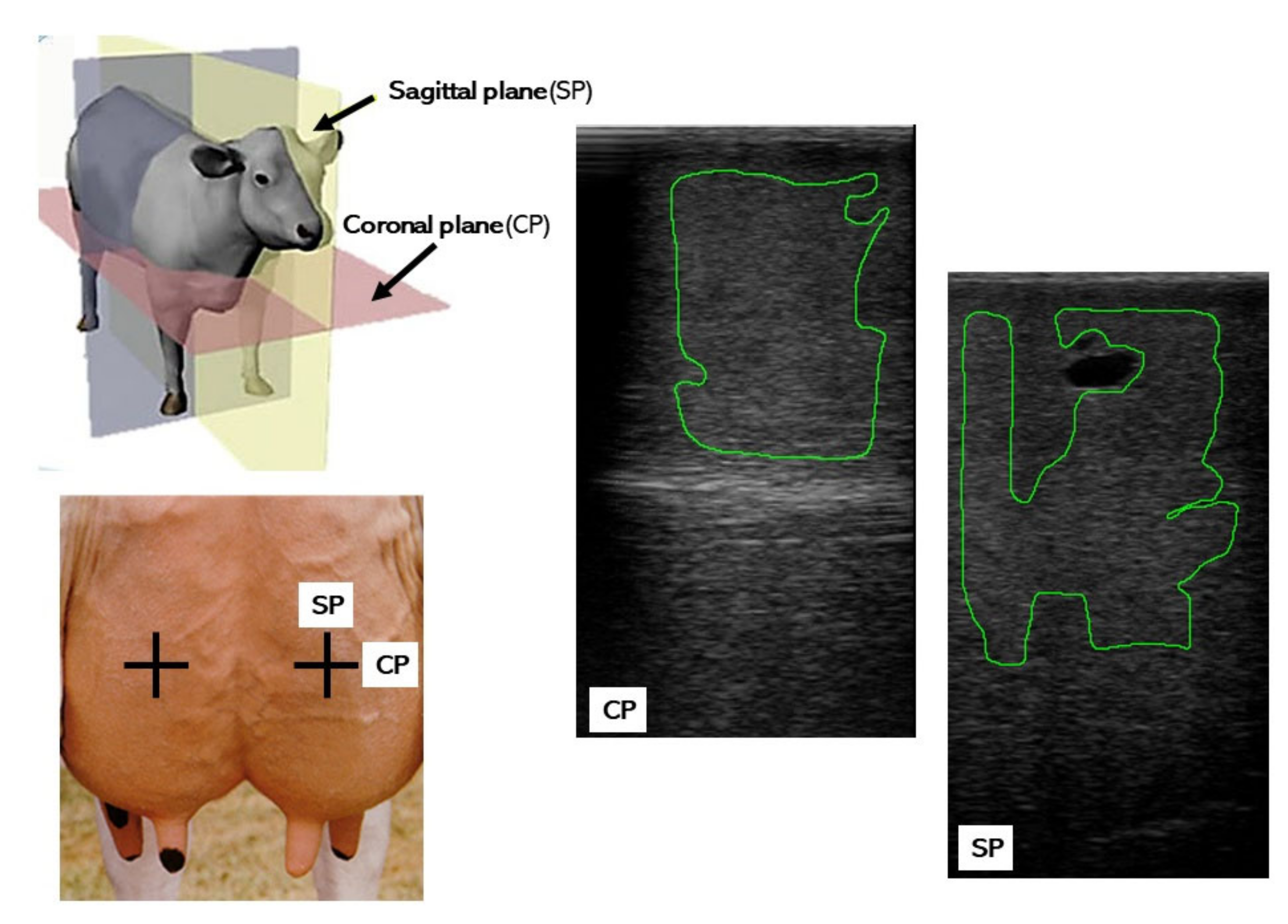 Animals 10 02005 g001