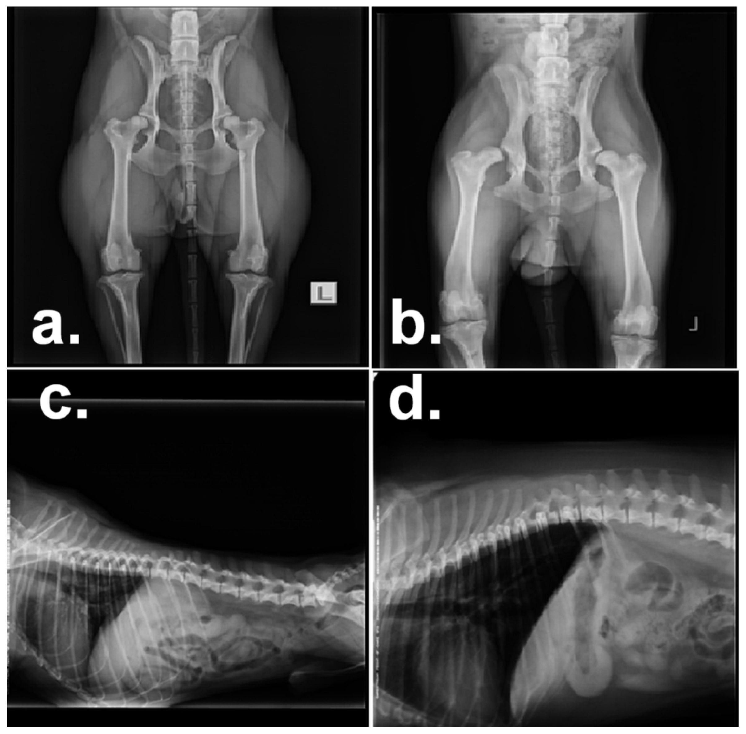 Animals 10 02036 g001