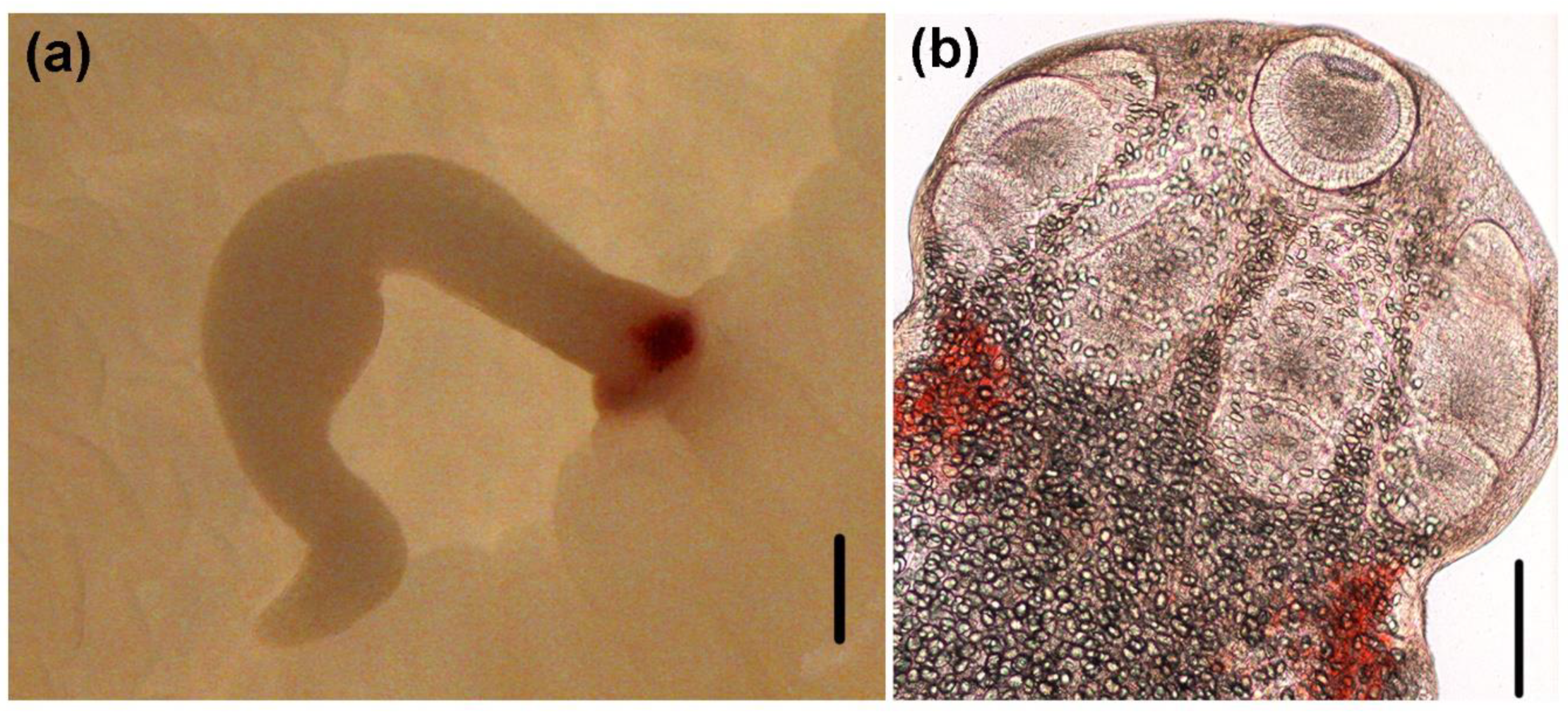 Animals 10 02038 g002