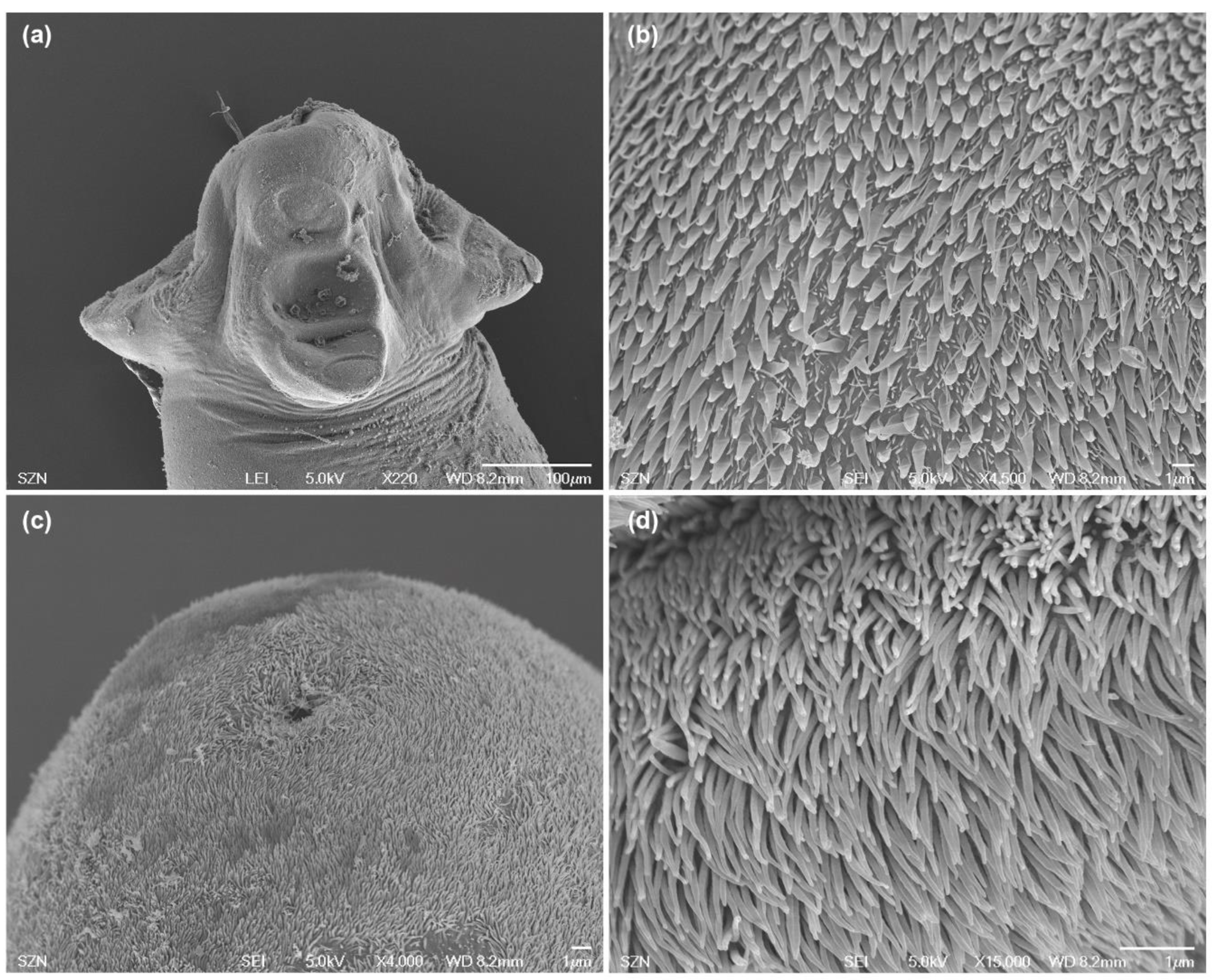 Animals 10 02038 g003