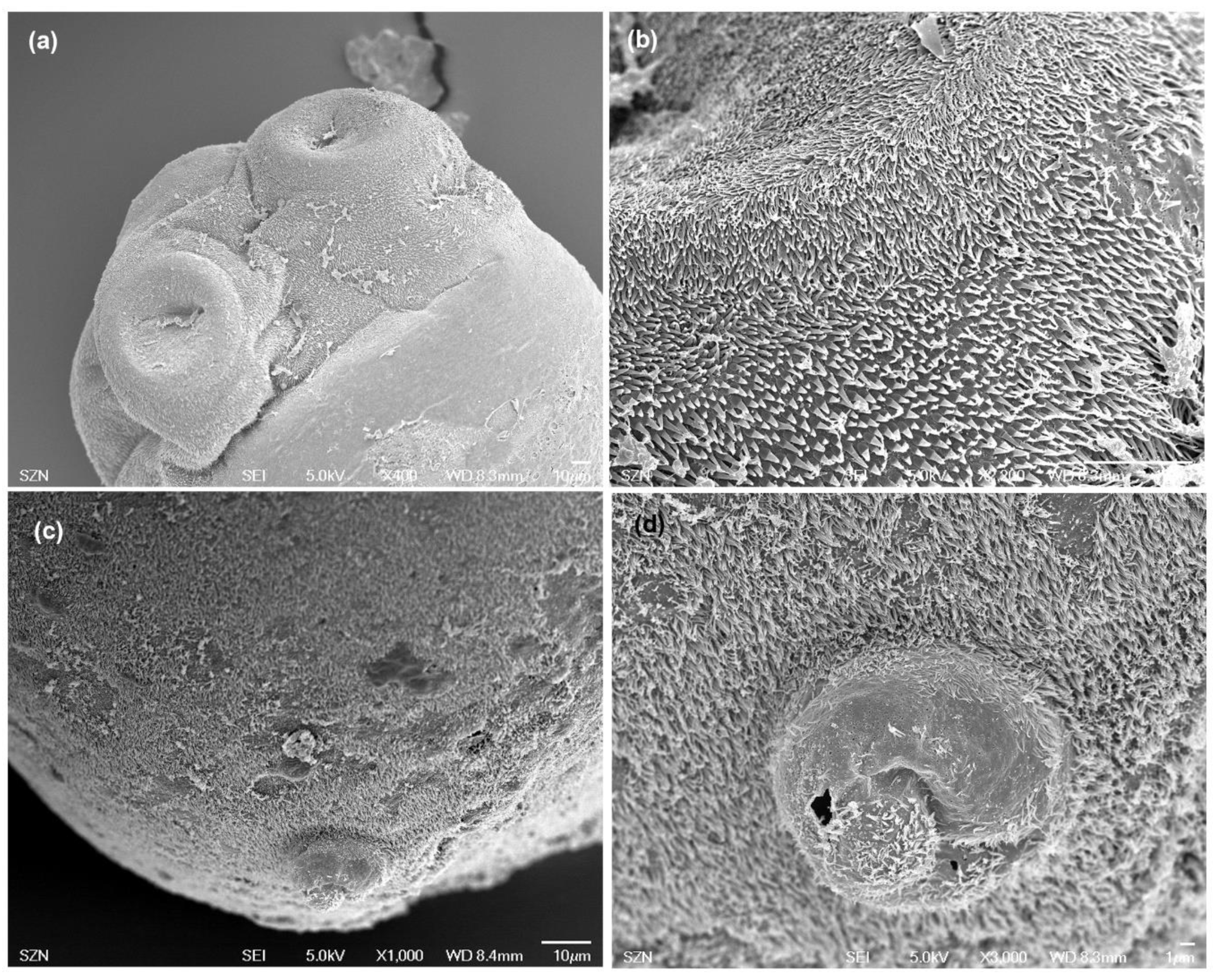 Animals 10 02038 g004