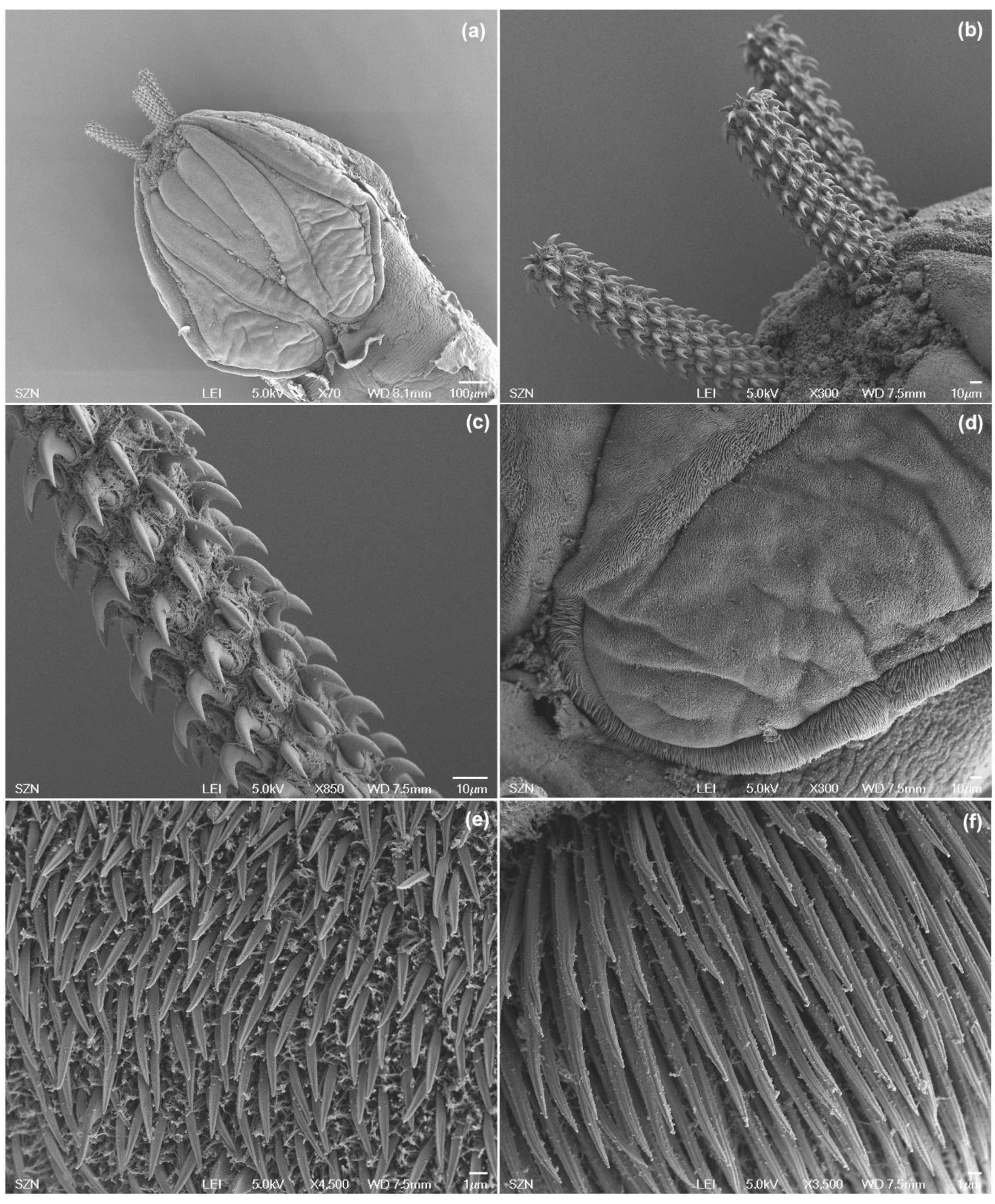 Animals 10 02038 g005