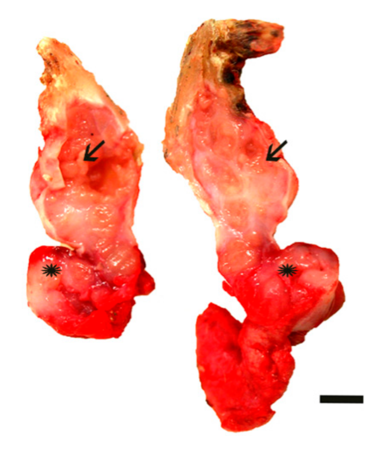 Animals 10 02039 g002