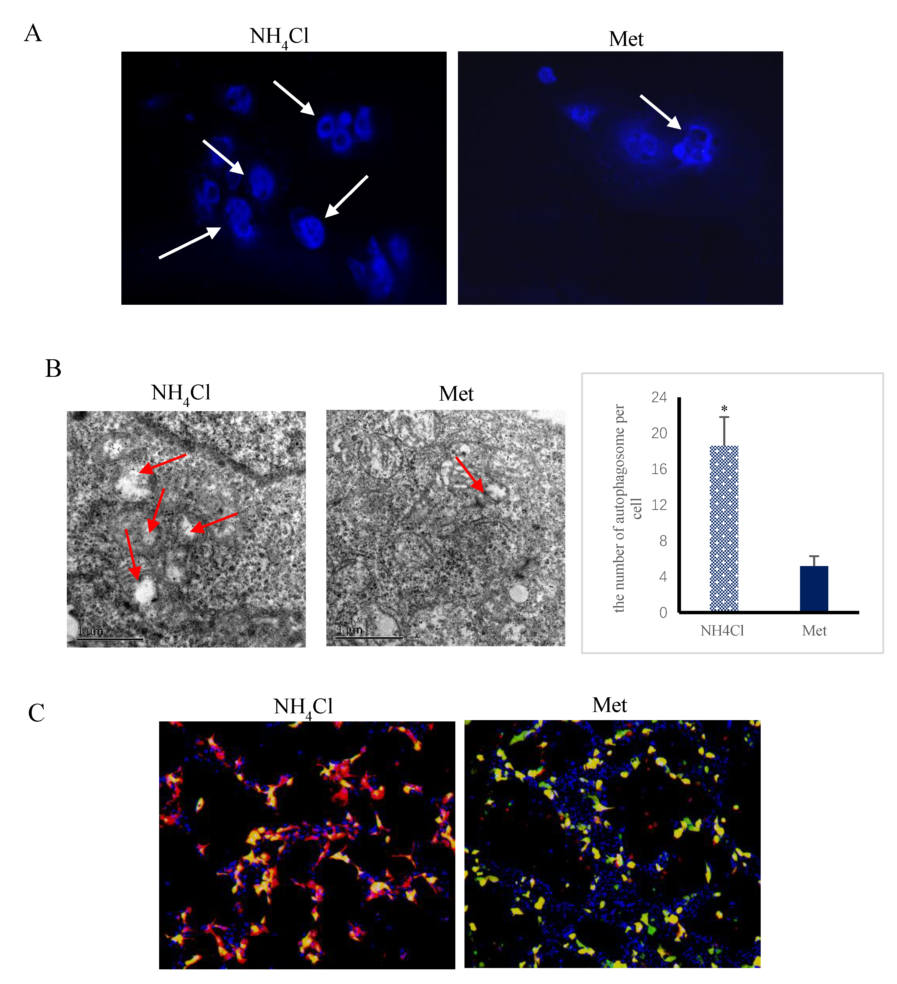 Animals 10 02079 g002a Animals 10 02079 g002a