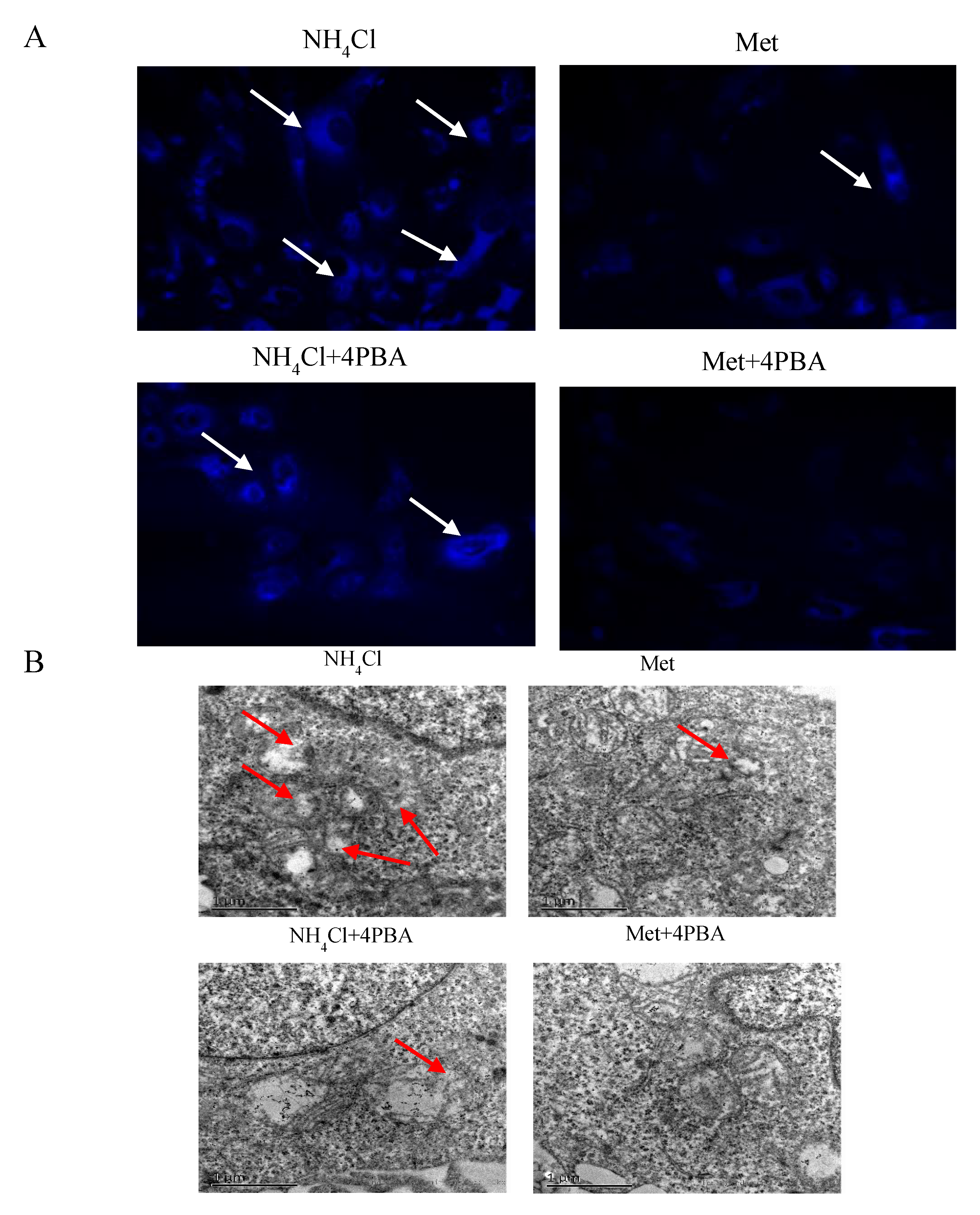 Animals 10 02079 g005a Animals 10 02079 g005a