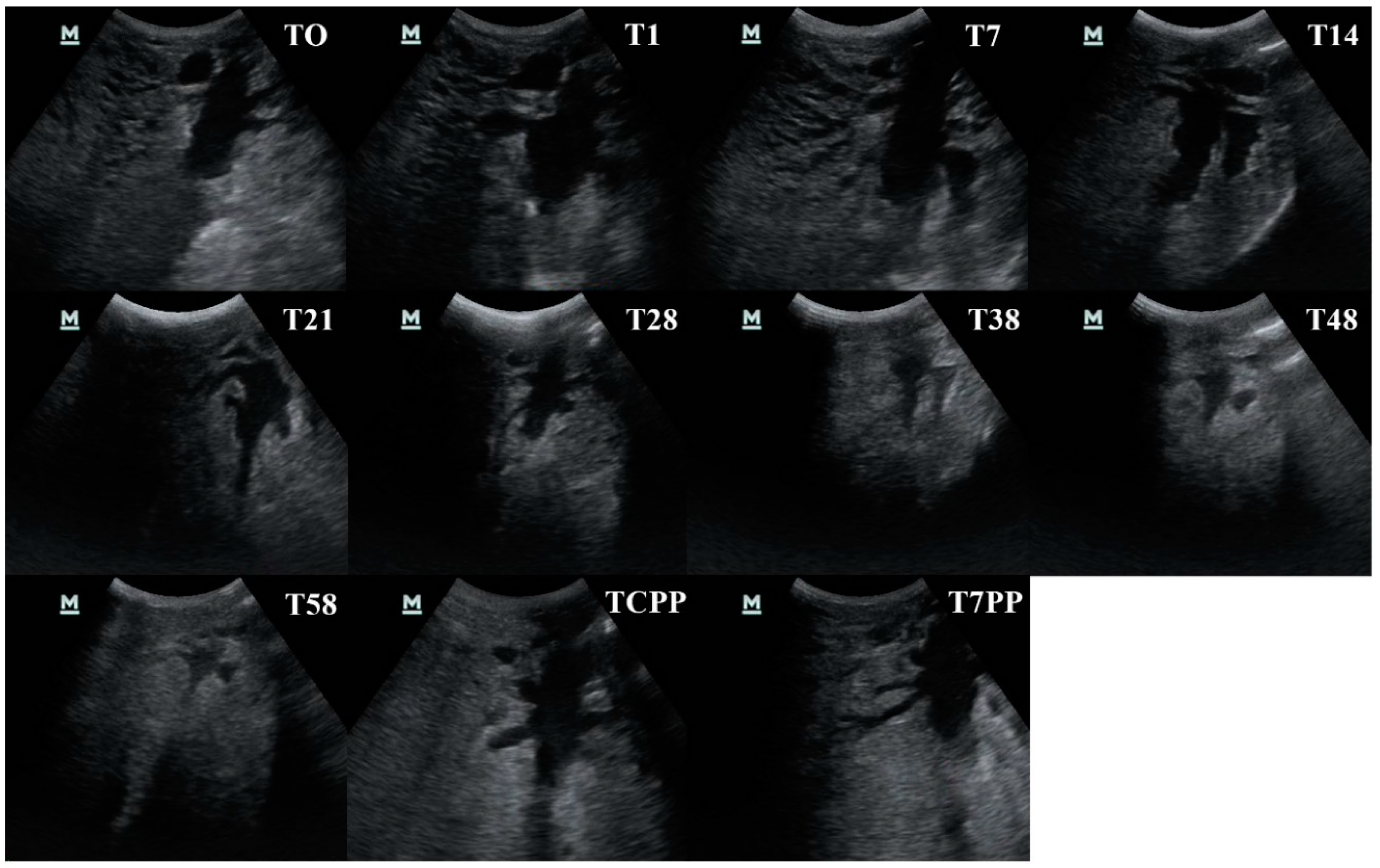 Animals 10 02082 g008