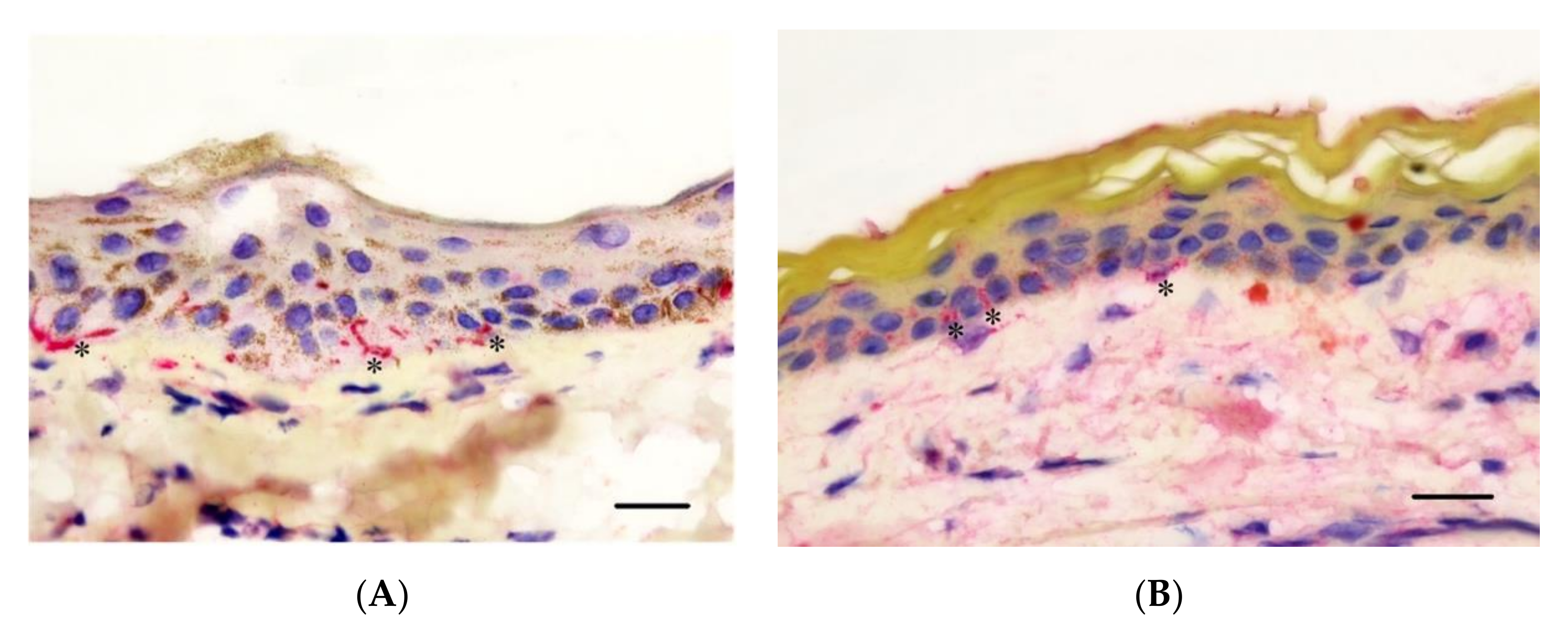 Animals 10 02094 g006