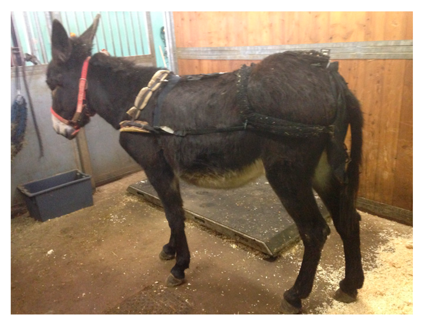 Animals 10 02100 g001