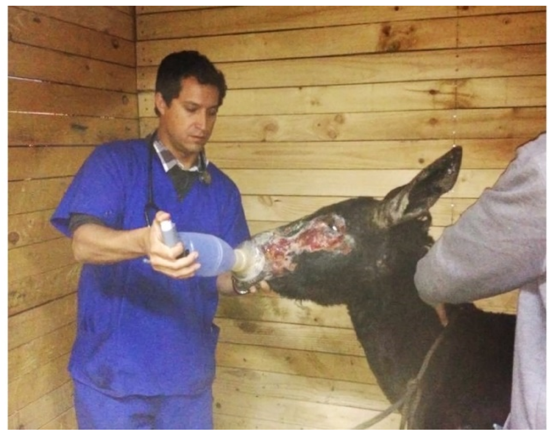 Animals 10 02131 g002