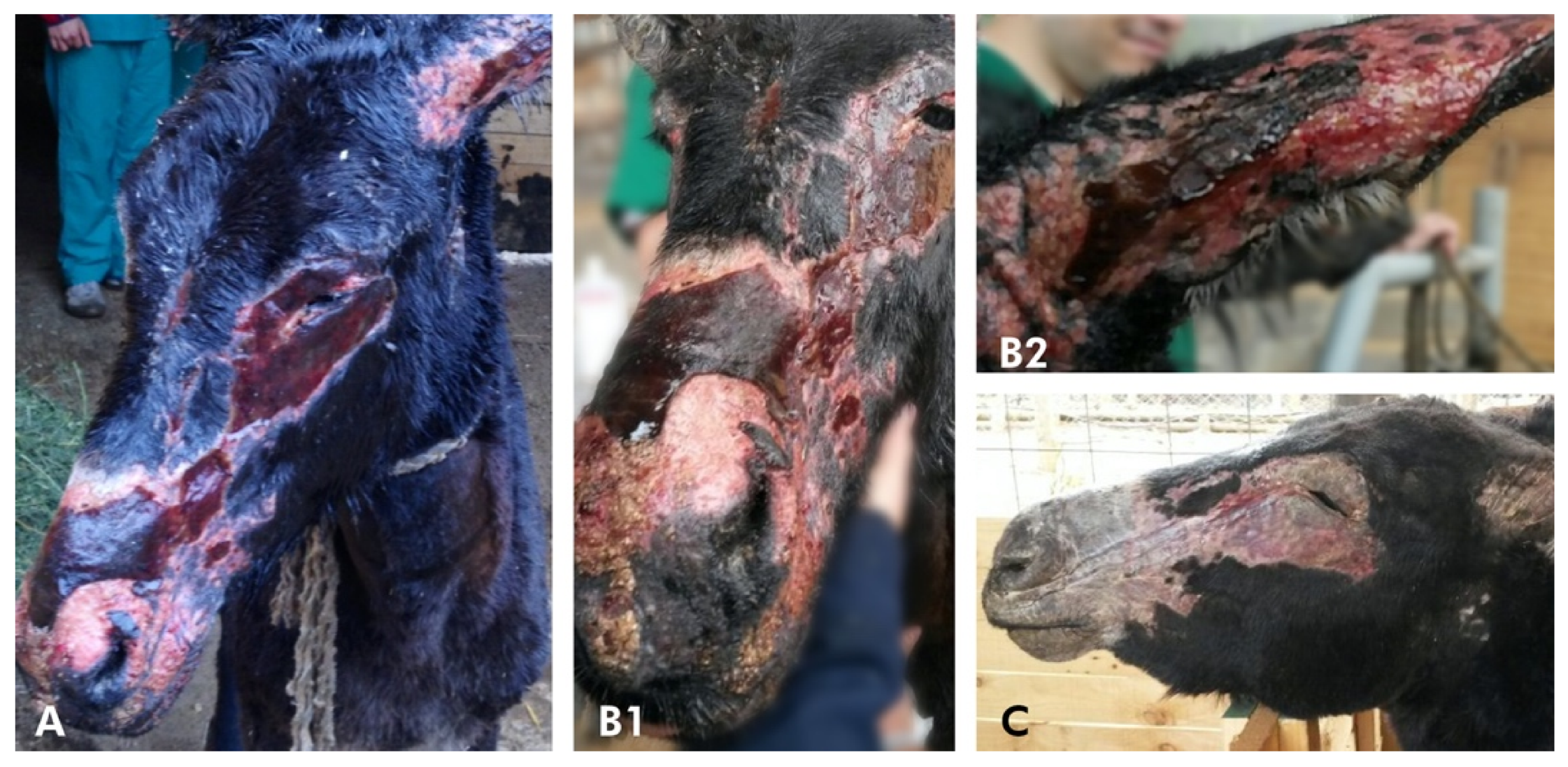 Animals 10 02131 g003