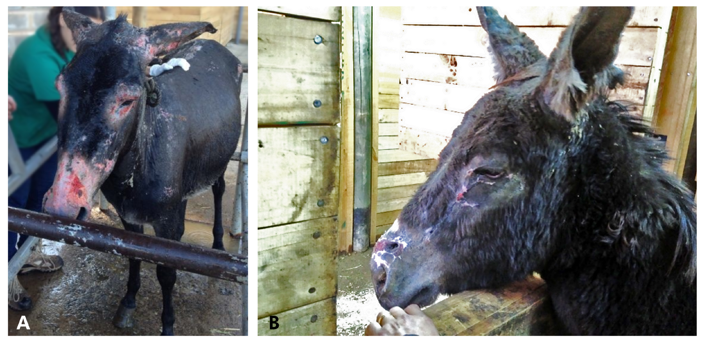 Animals 10 02131 g005