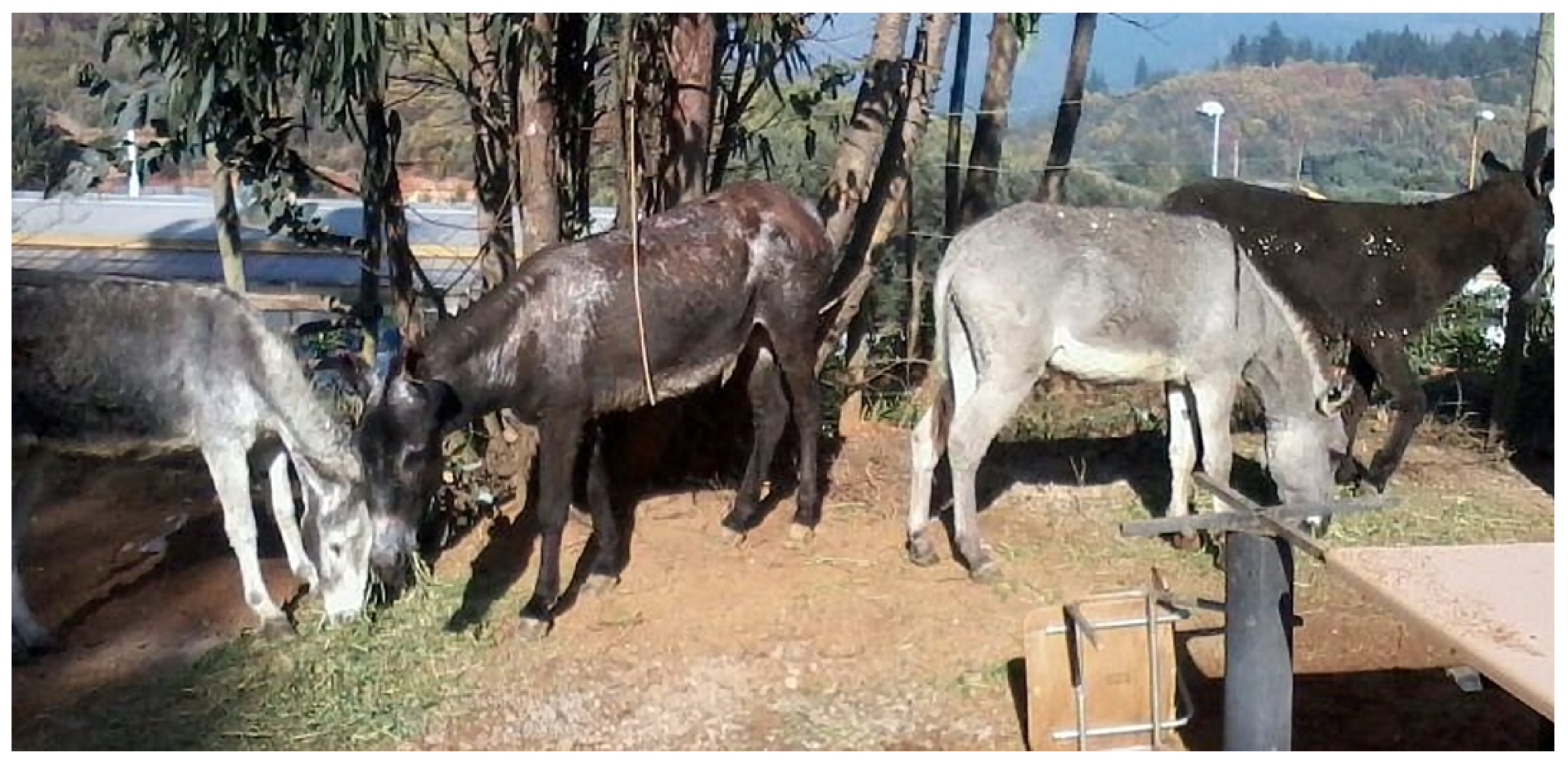 Animals 10 02131 g006