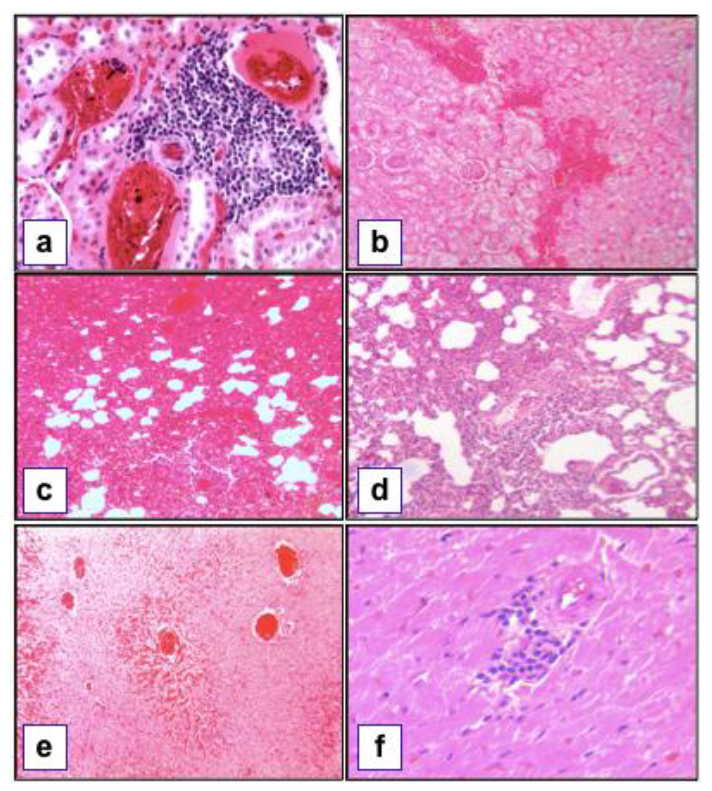 Animals 10 02133 g002